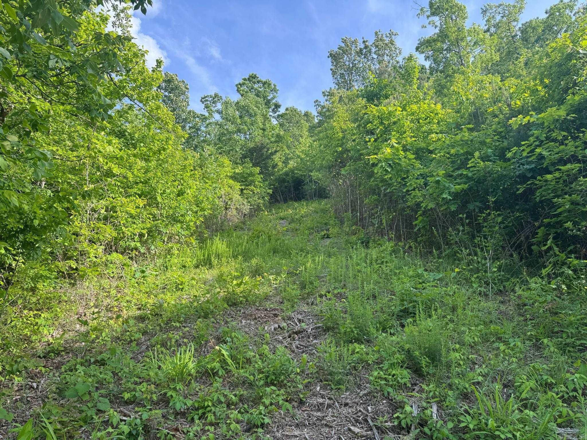 Tract 2  Jaymeson RD  Oden, AR