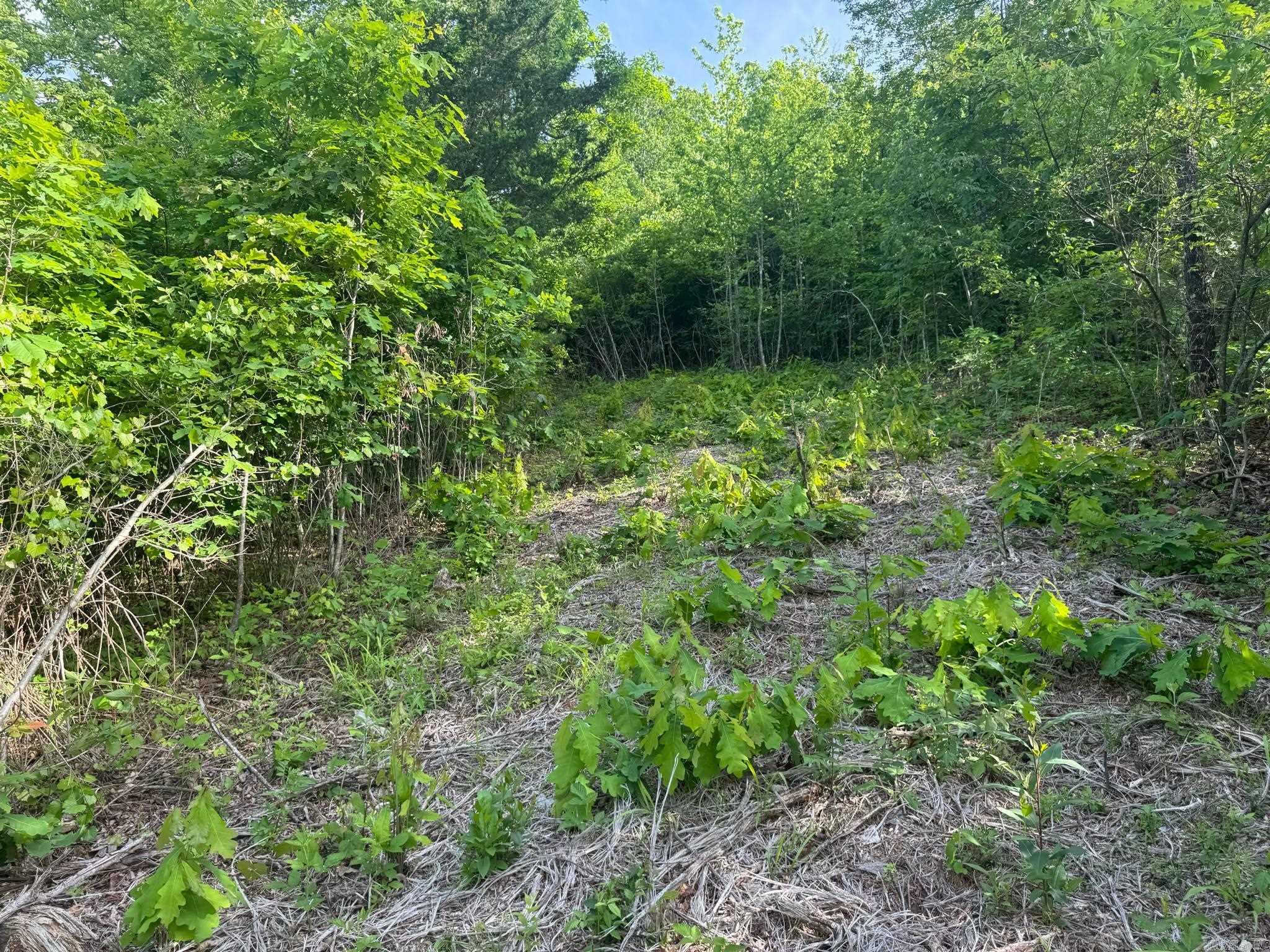 Tract 2  Jaymeson RD  Oden, AR