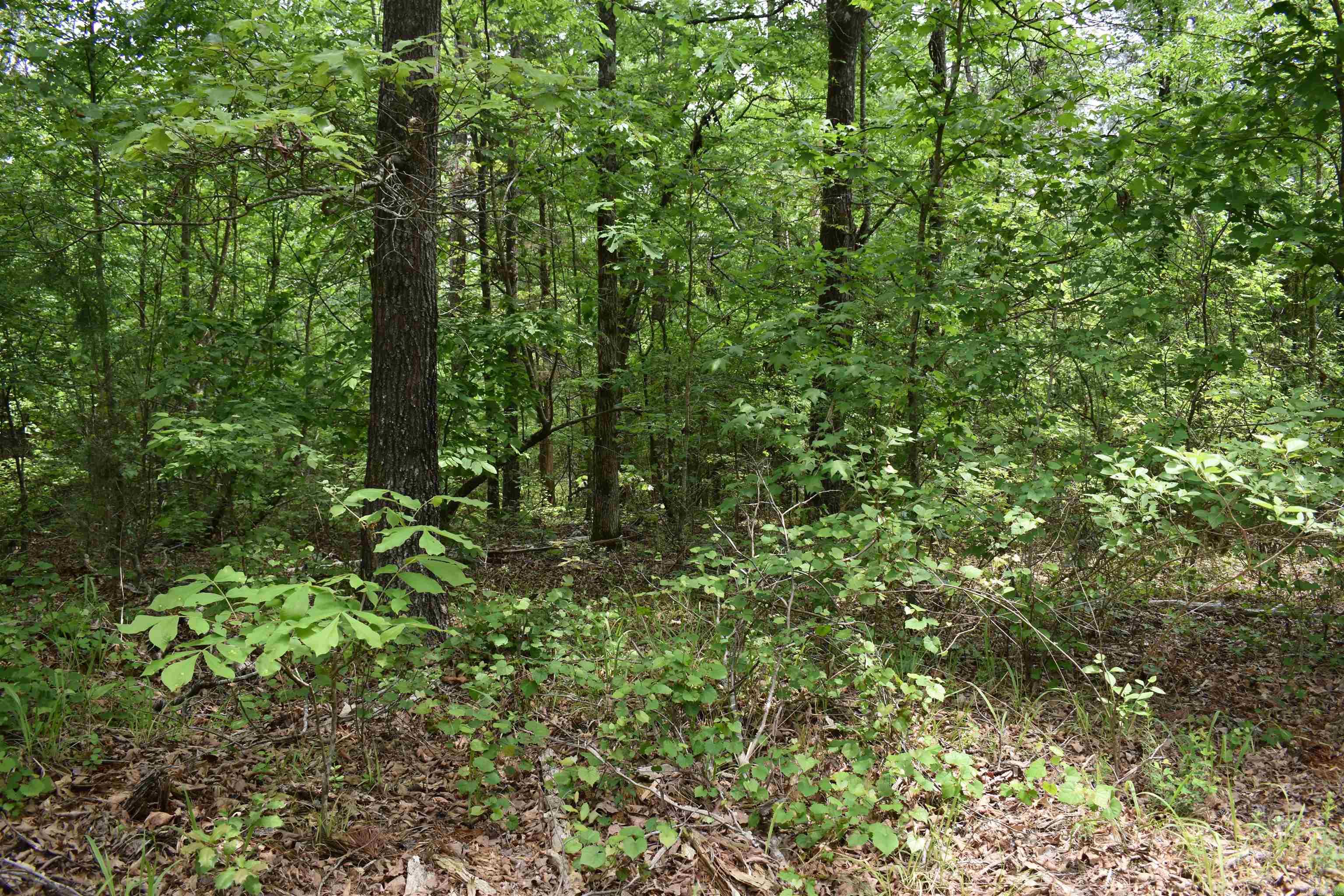 0000  Cantrell Road  Amity, AR