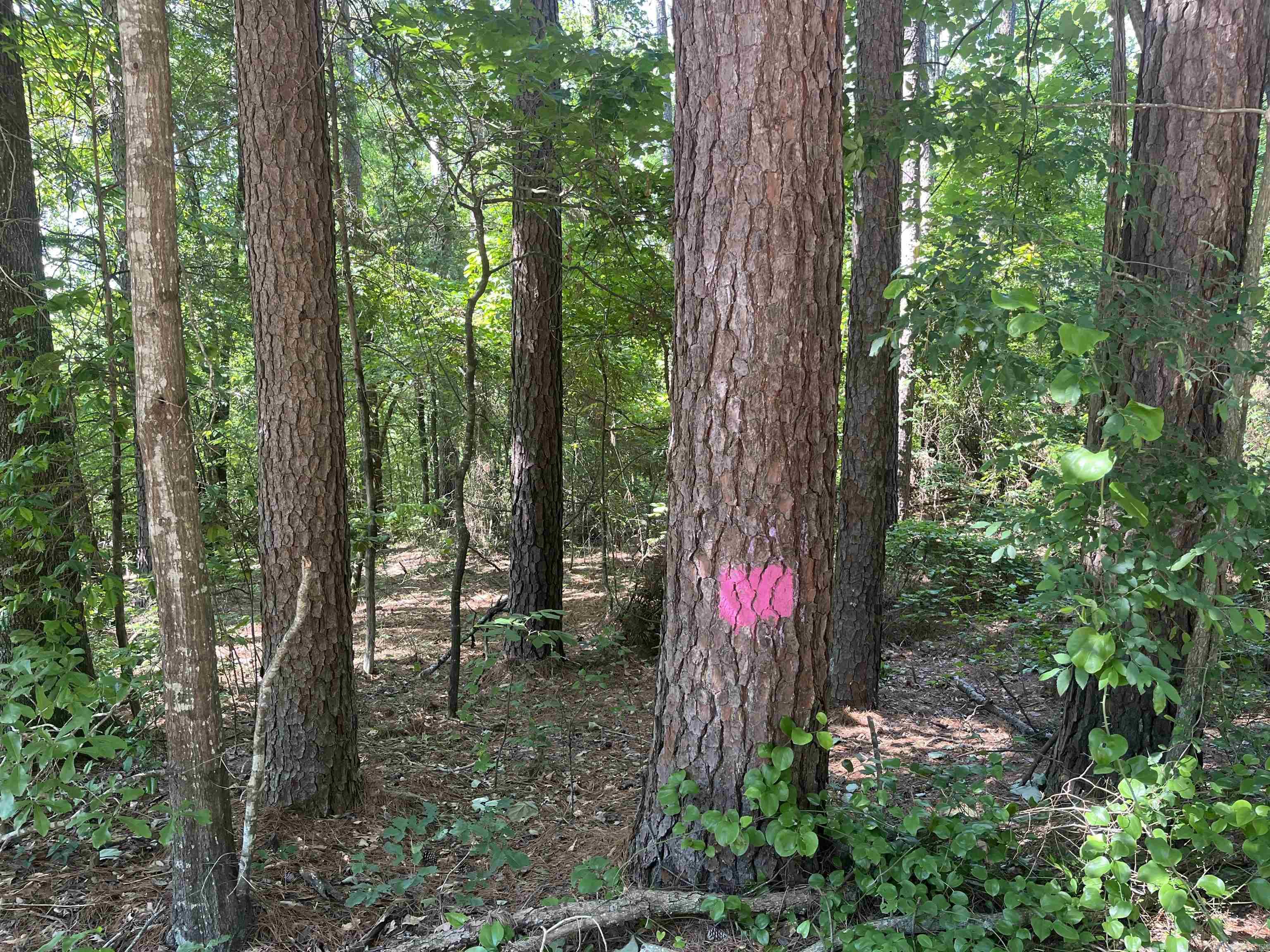   Mount Carmel  Dierks, AR