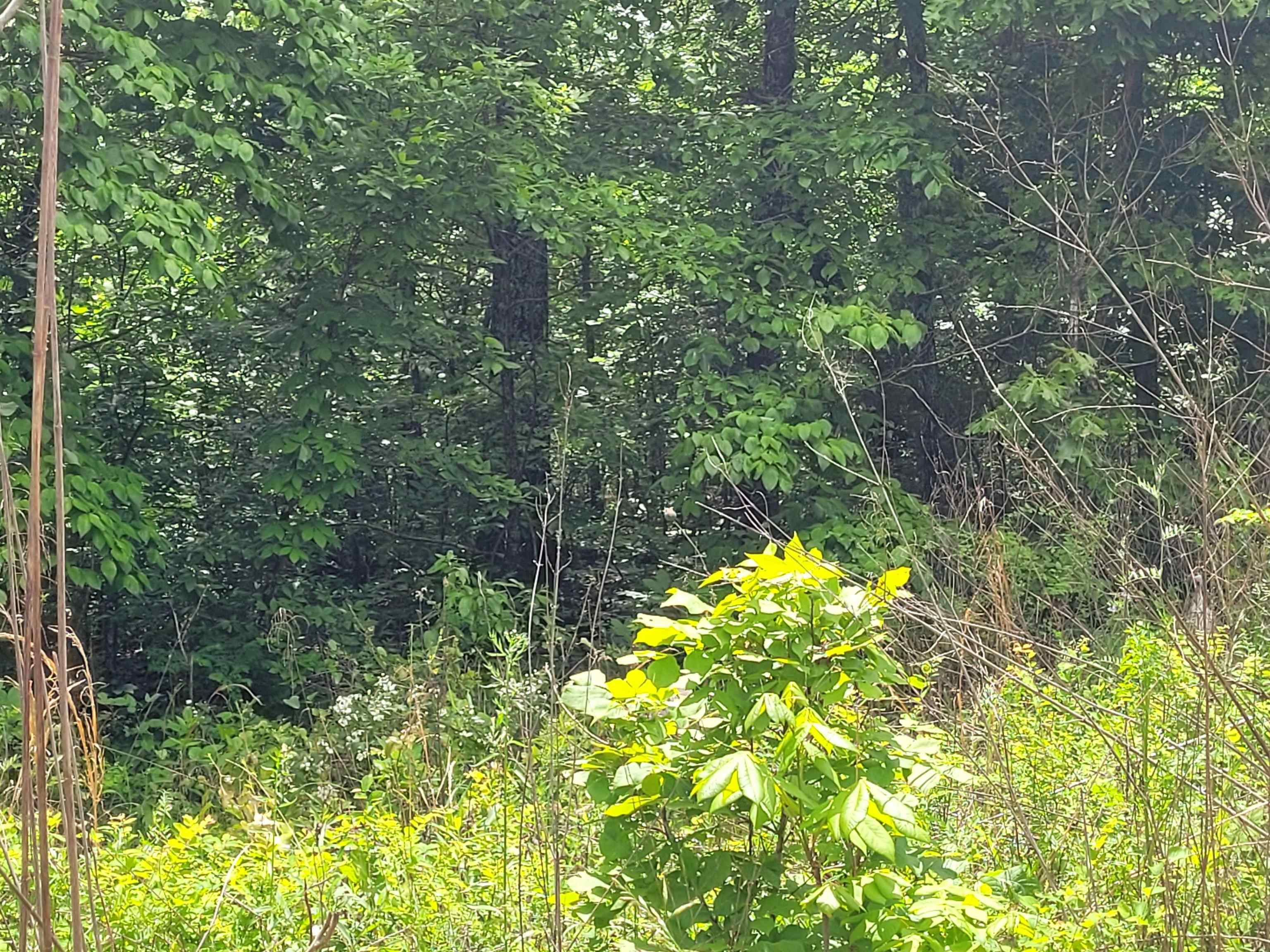 TBD  Young Road  Glencoe, AR