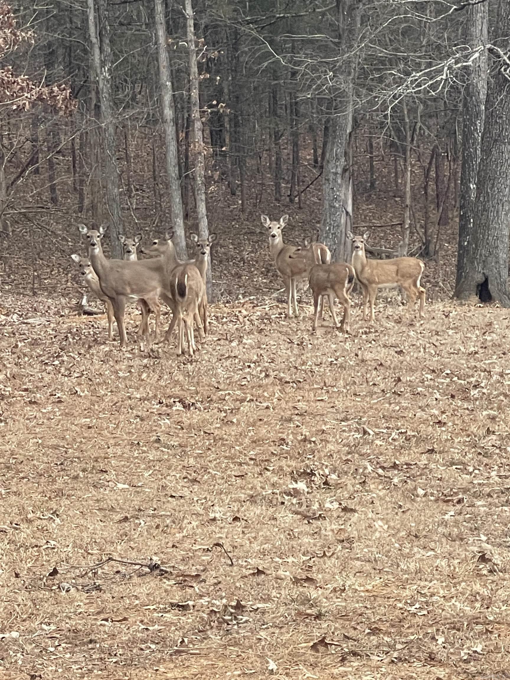 3  Lake Park Dr.  Shirley, AR