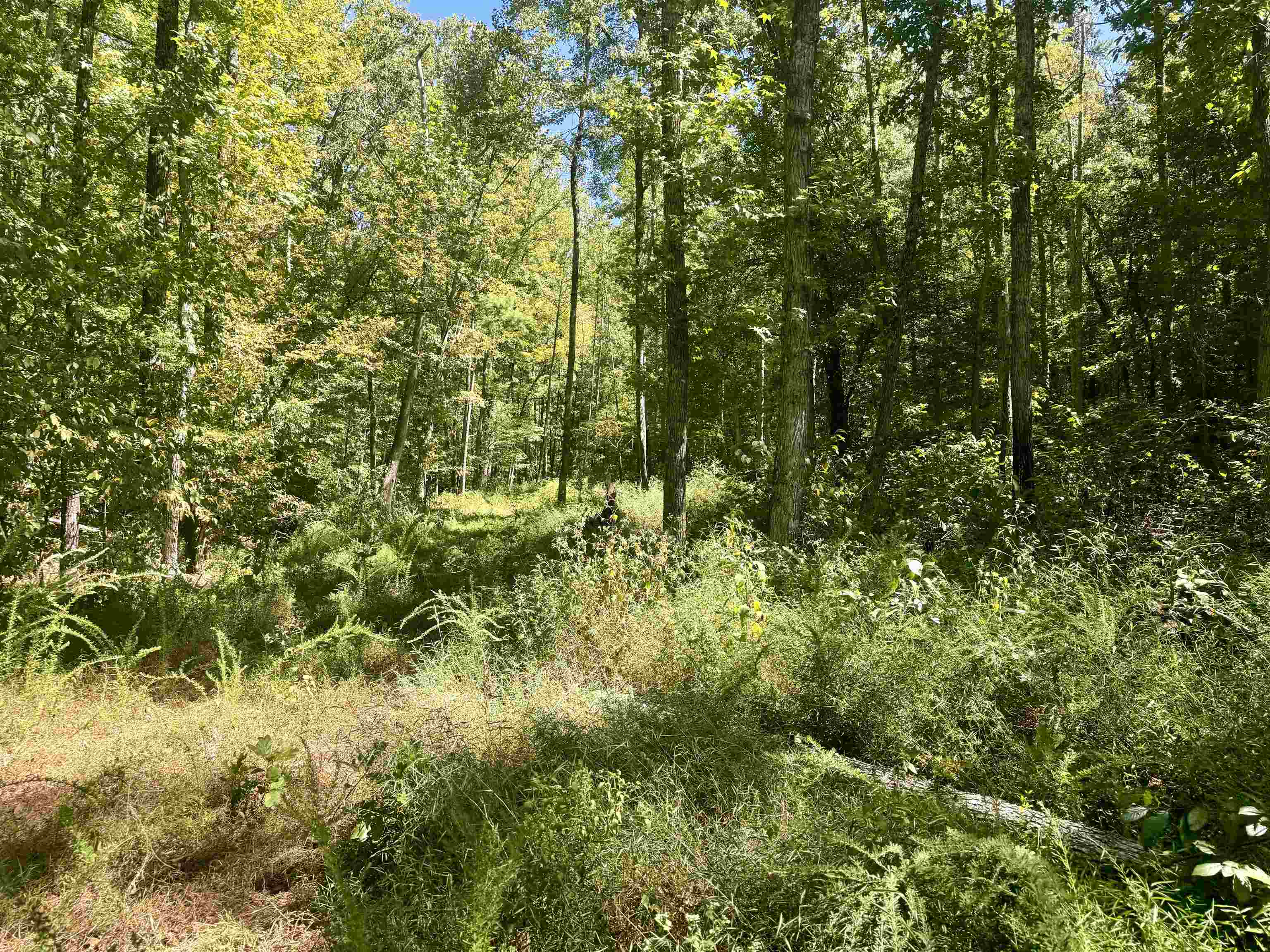 7847 S AR 9 Hwy  Melbourne, AR