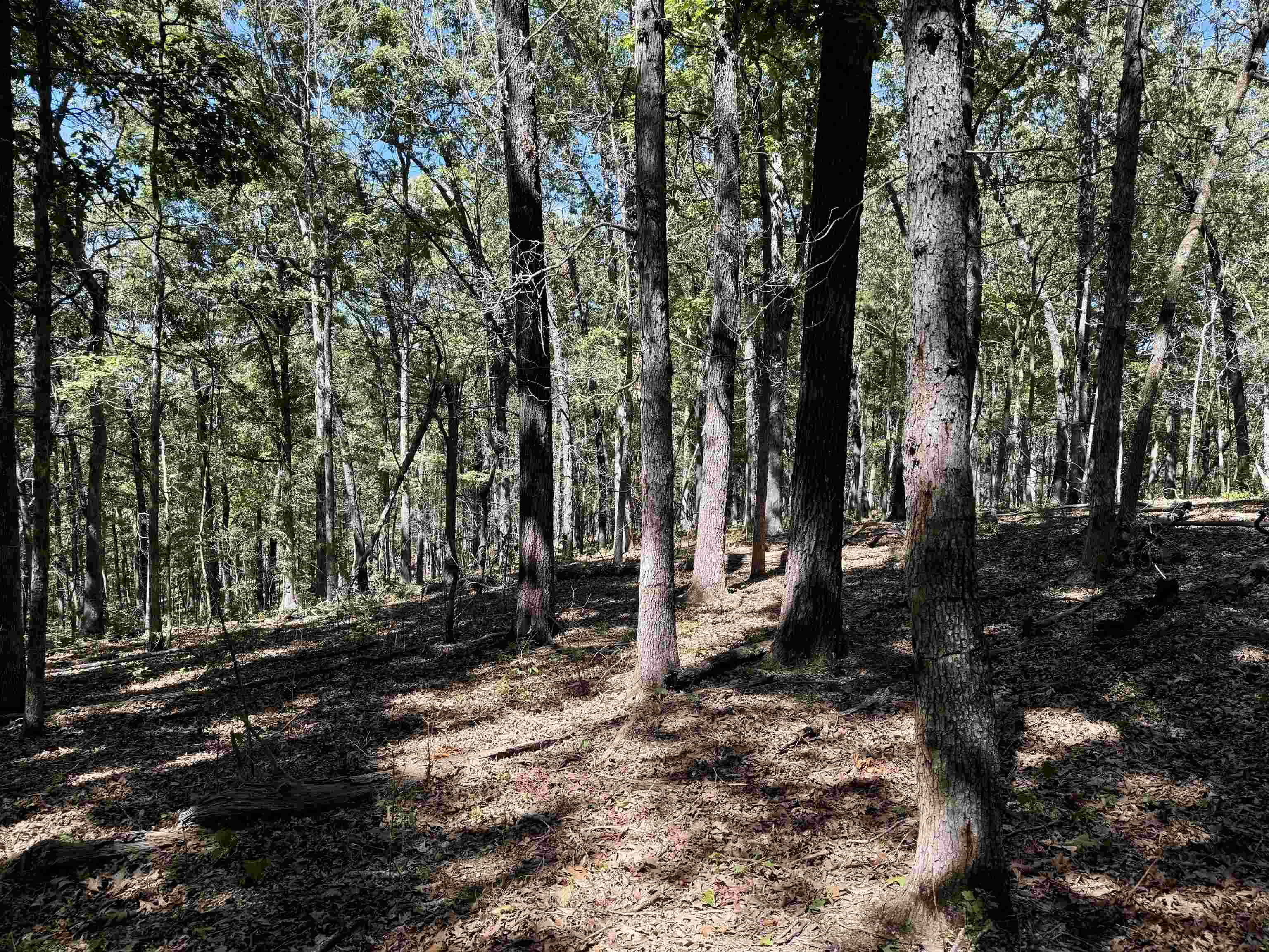 7847 S AR 9 Hwy  Melbourne, AR