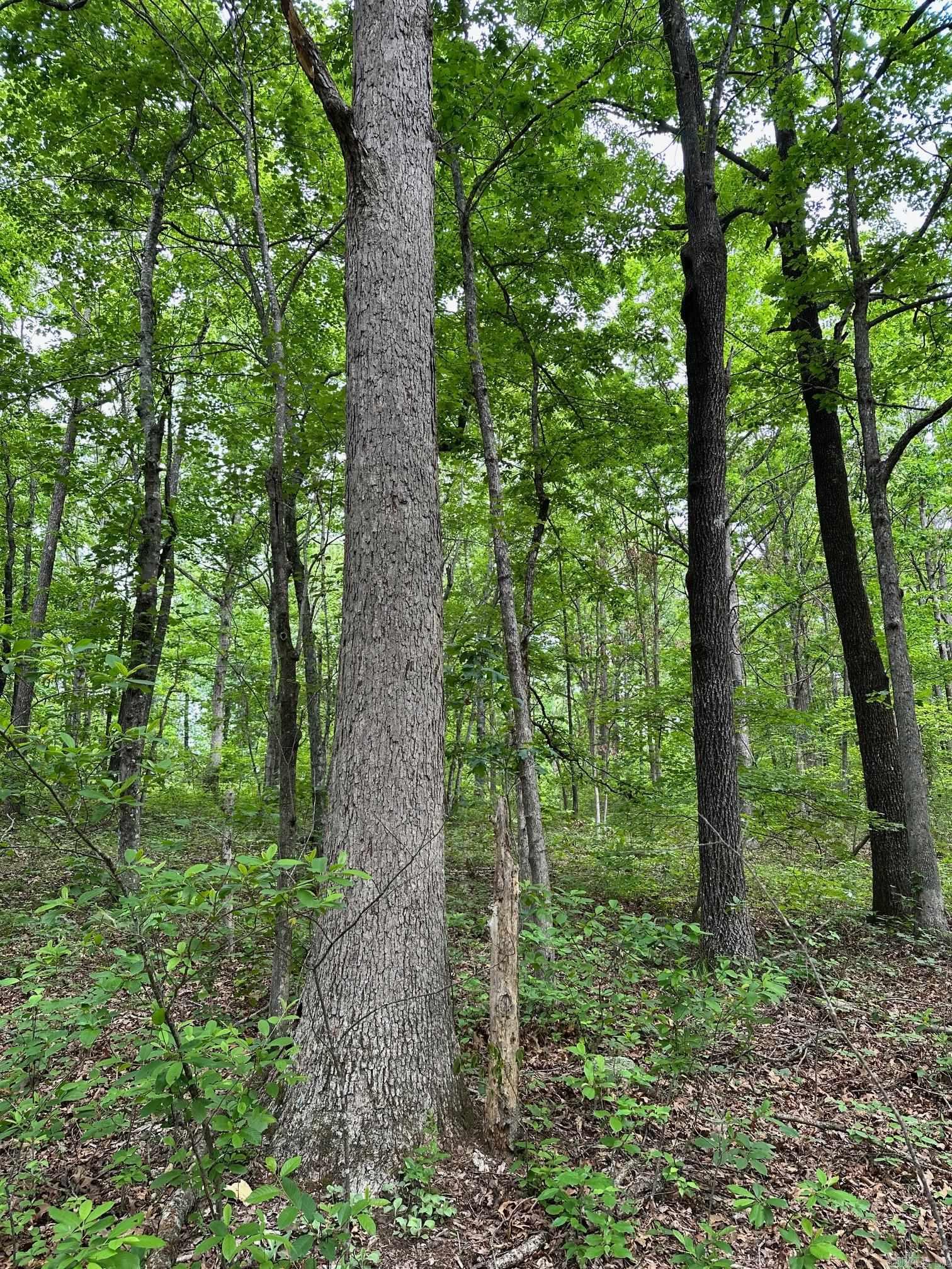 895  Ashwood Road  Clinton, AR