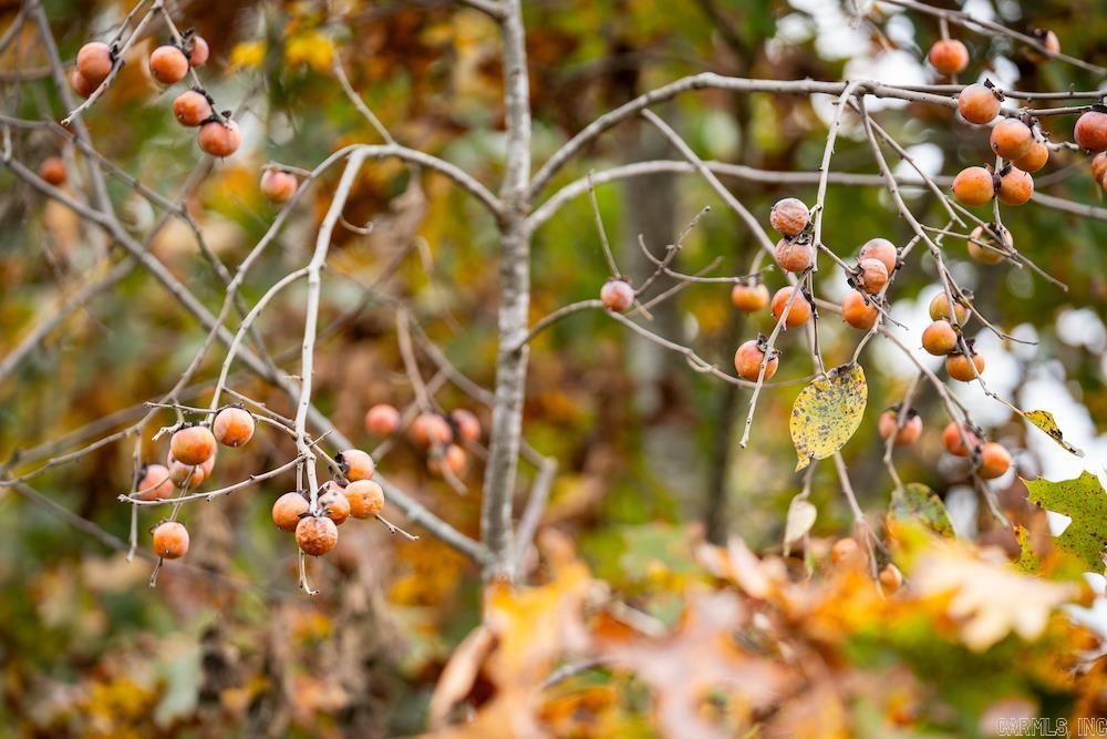   CR 663  Oak Grove, AR