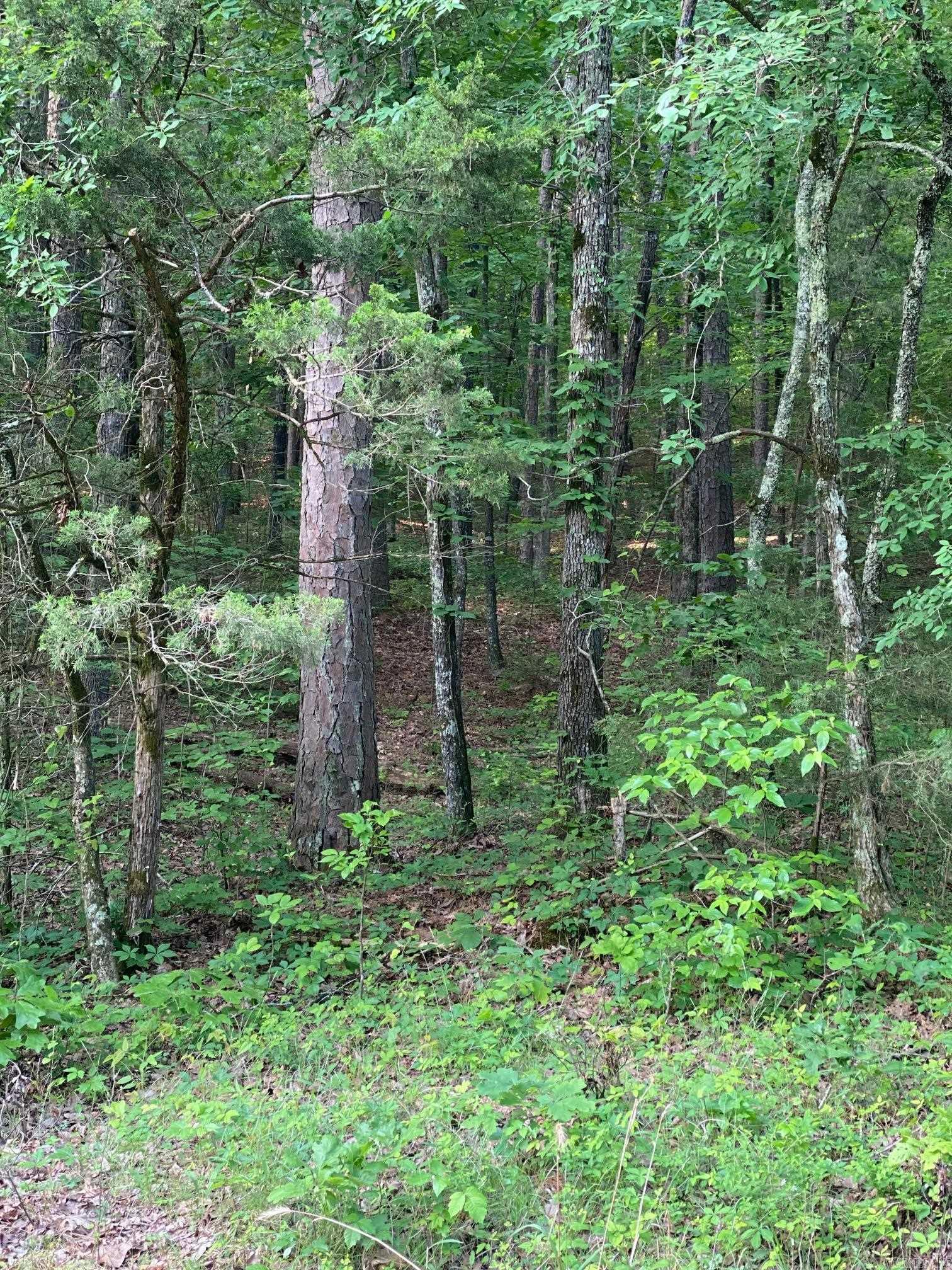 00  Bella Vista  Clinton, AR