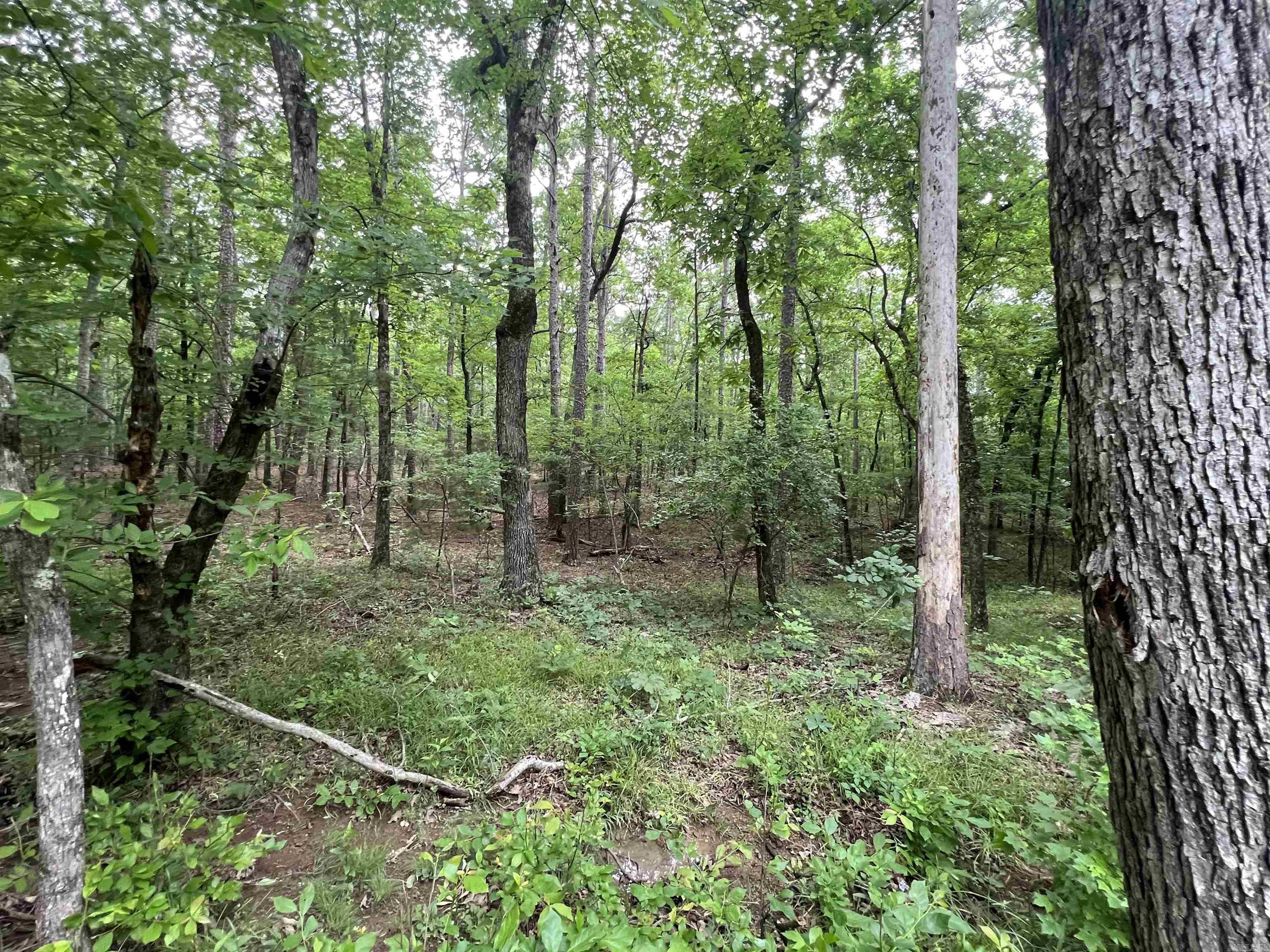 310  Cathedral Pines  Mena, AR