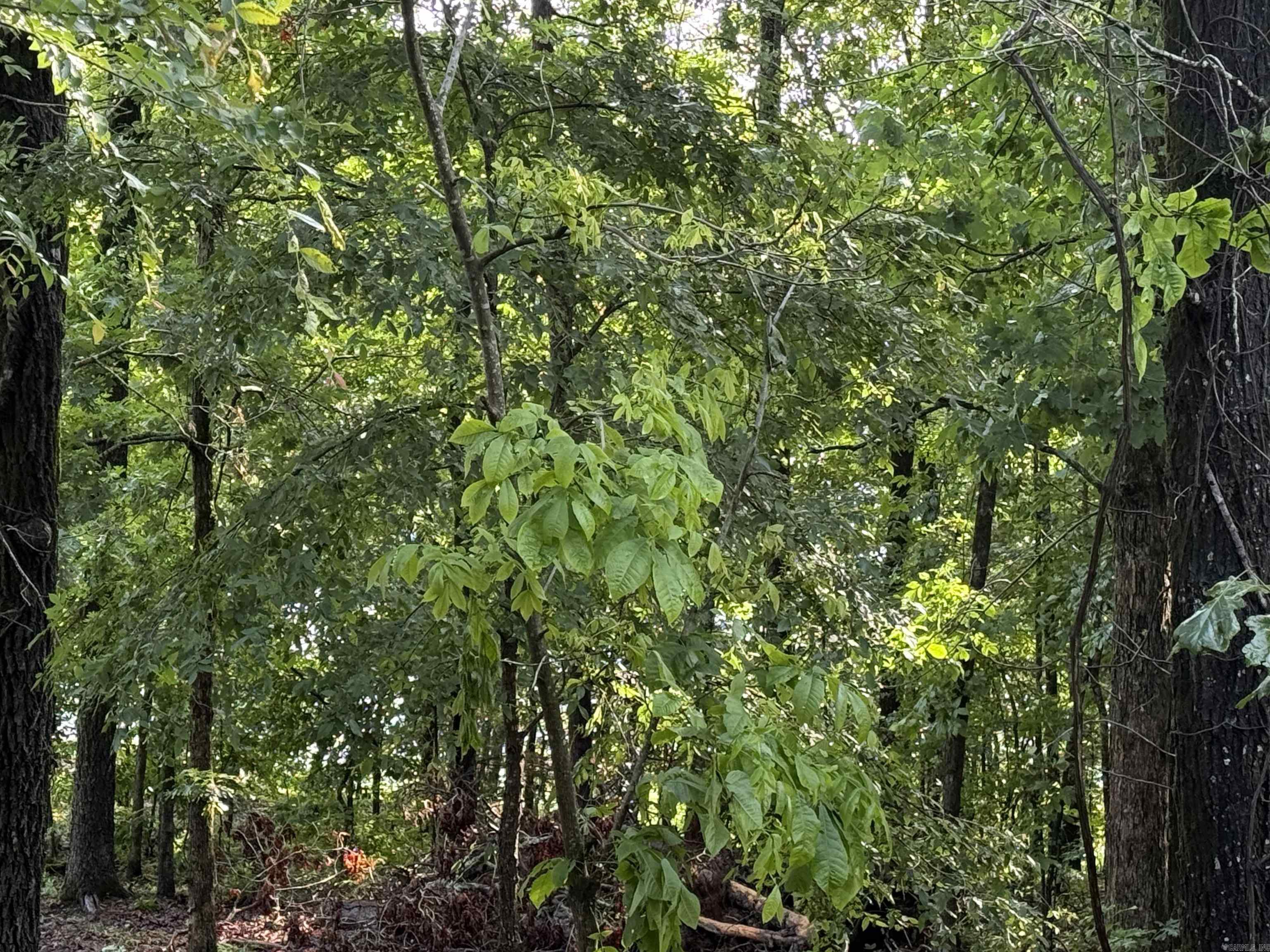 Lot 8  Island View Drive  Greers Ferry, AR