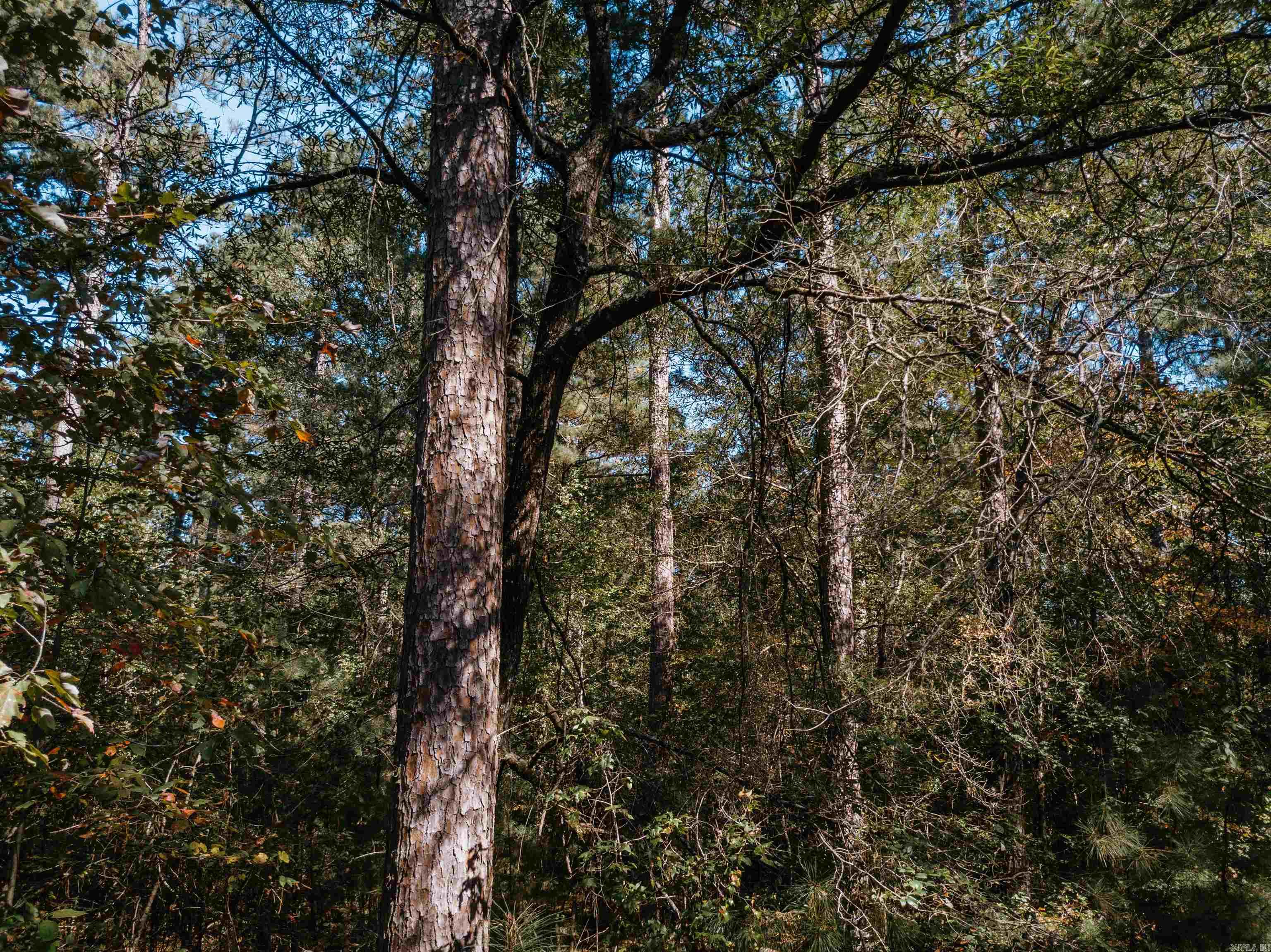 000  Opitz  Haskell, AR