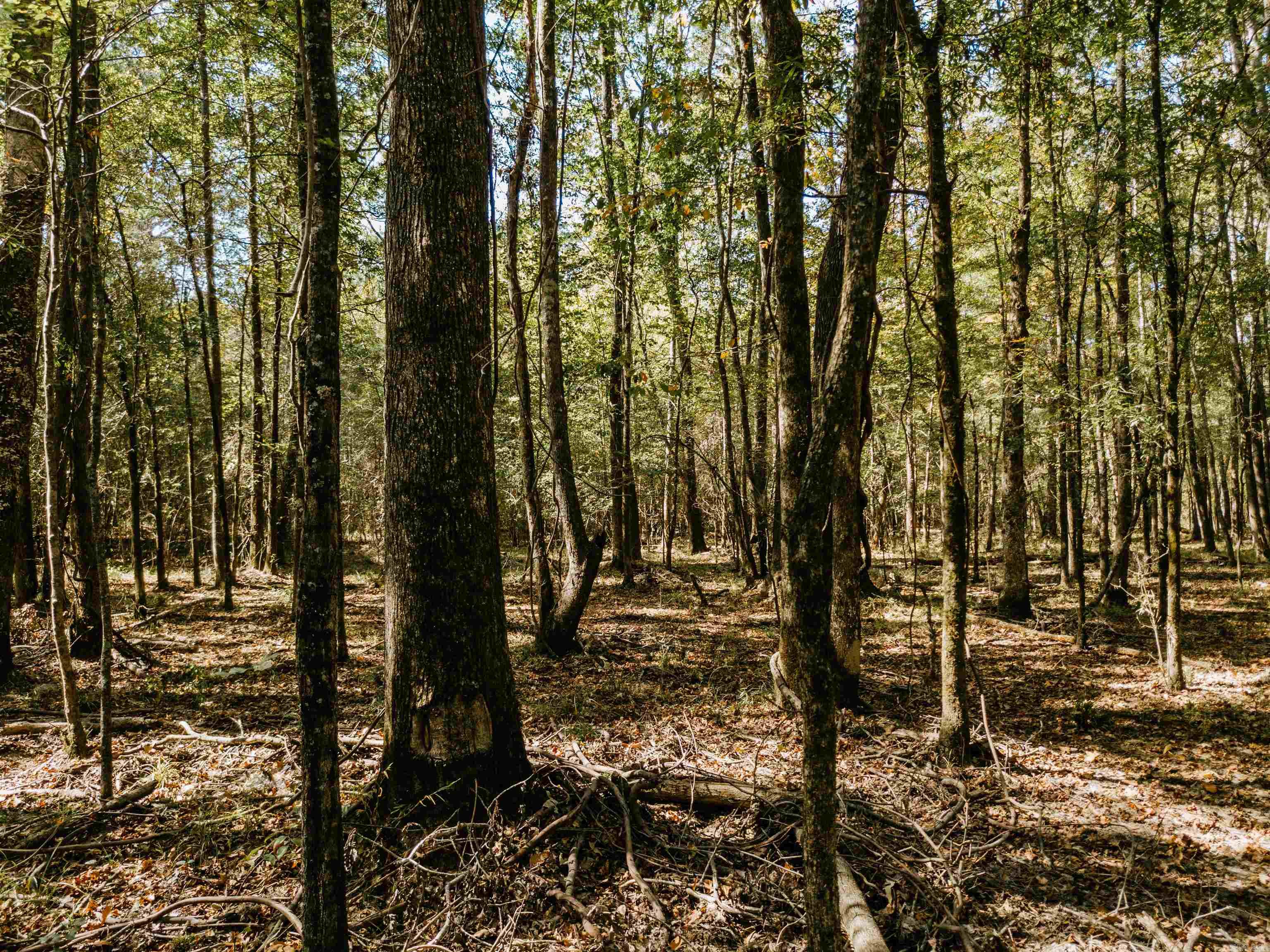 000  Opitz  Haskell, AR