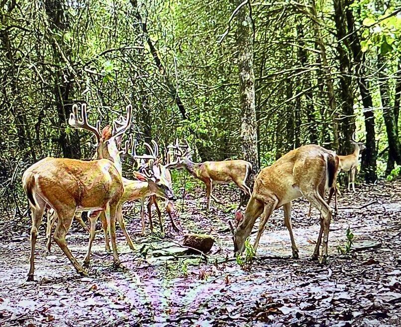 2258 County Road 3291 Clarksville, AR 72830