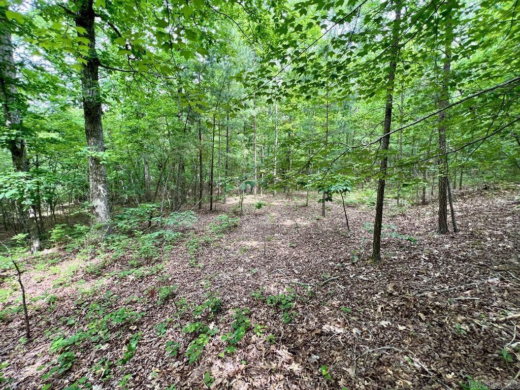 26  Bald Eagle  Paron, AR