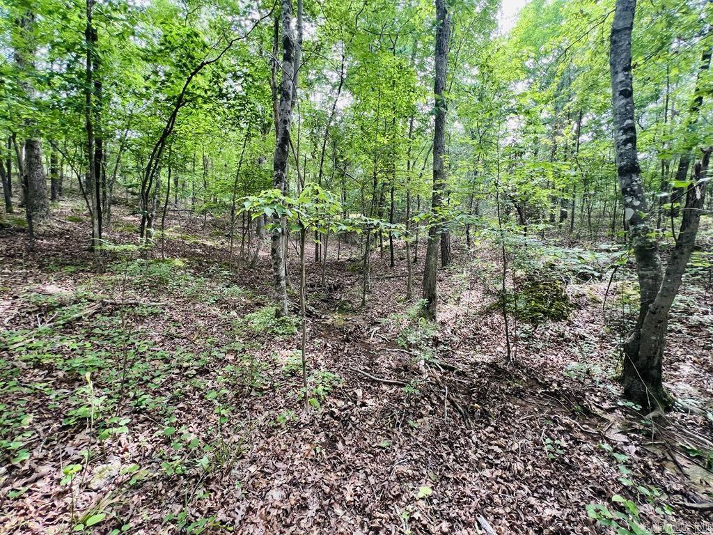 26  Bald Eagle  Paron, AR