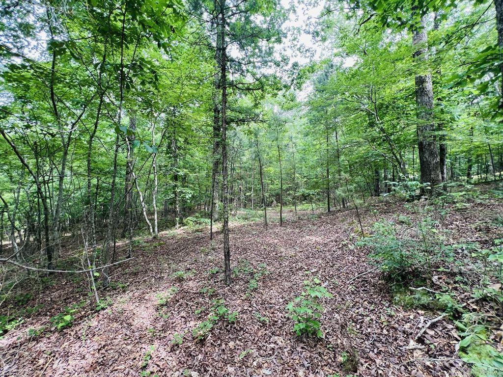 26  Bald Eagle  Paron, AR