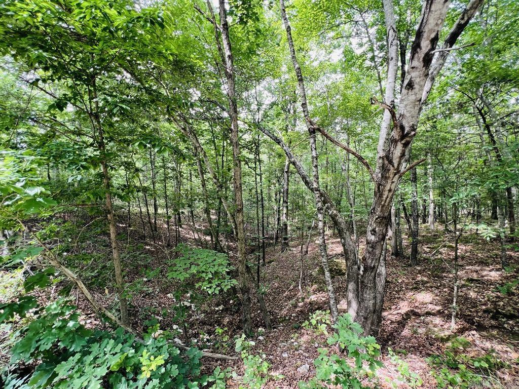 26  Bald Eagle  Paron, AR
