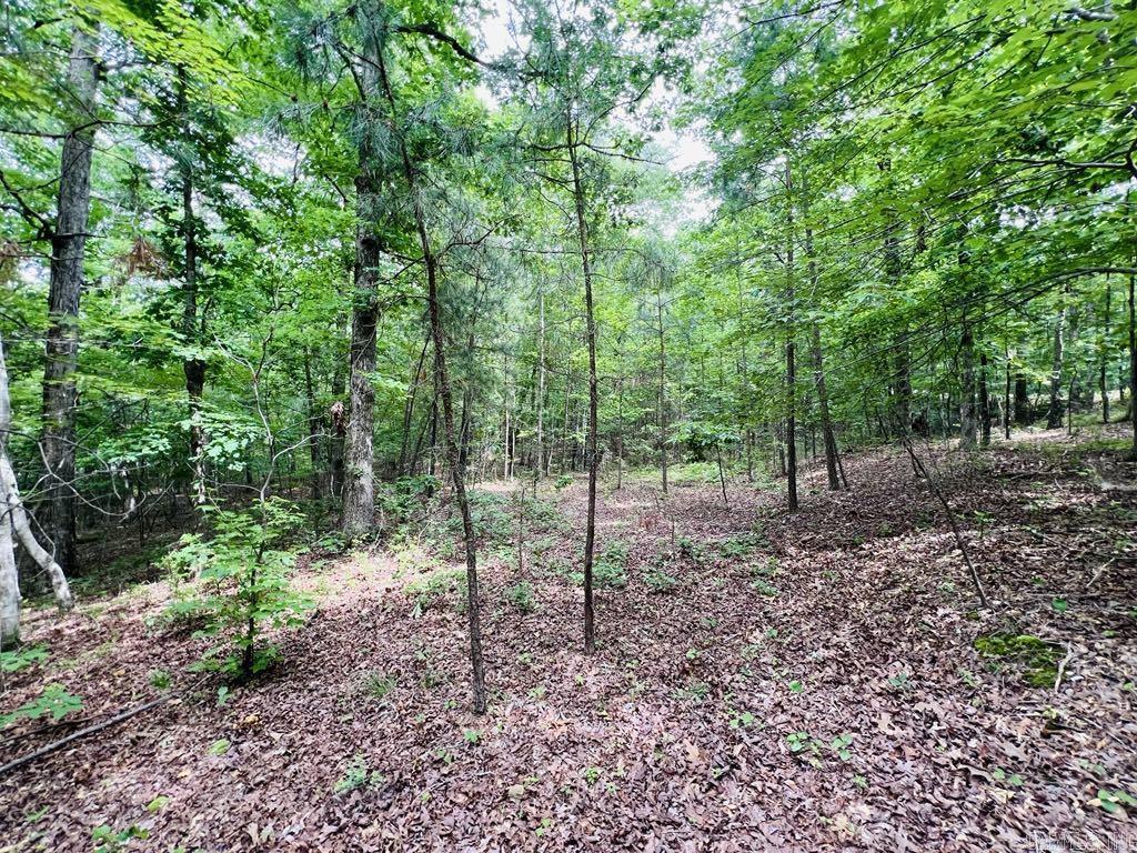 26  Bald Eagle  Paron, AR