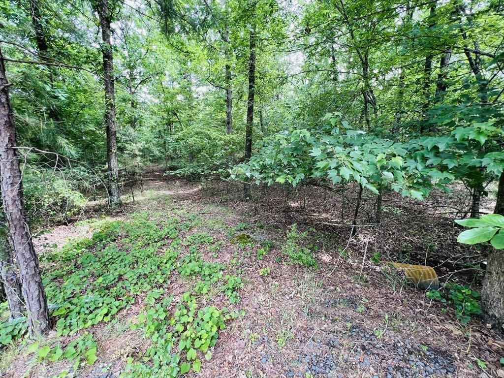 26  Bald Eagle  Paron, AR