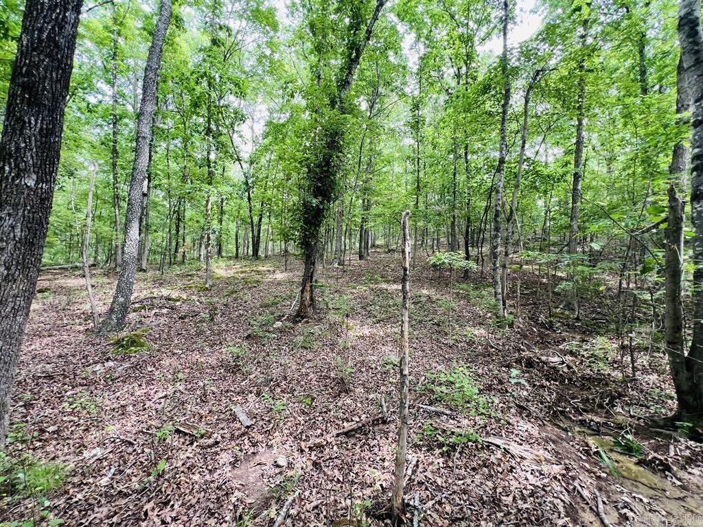 26  Bald Eagle  Paron, AR