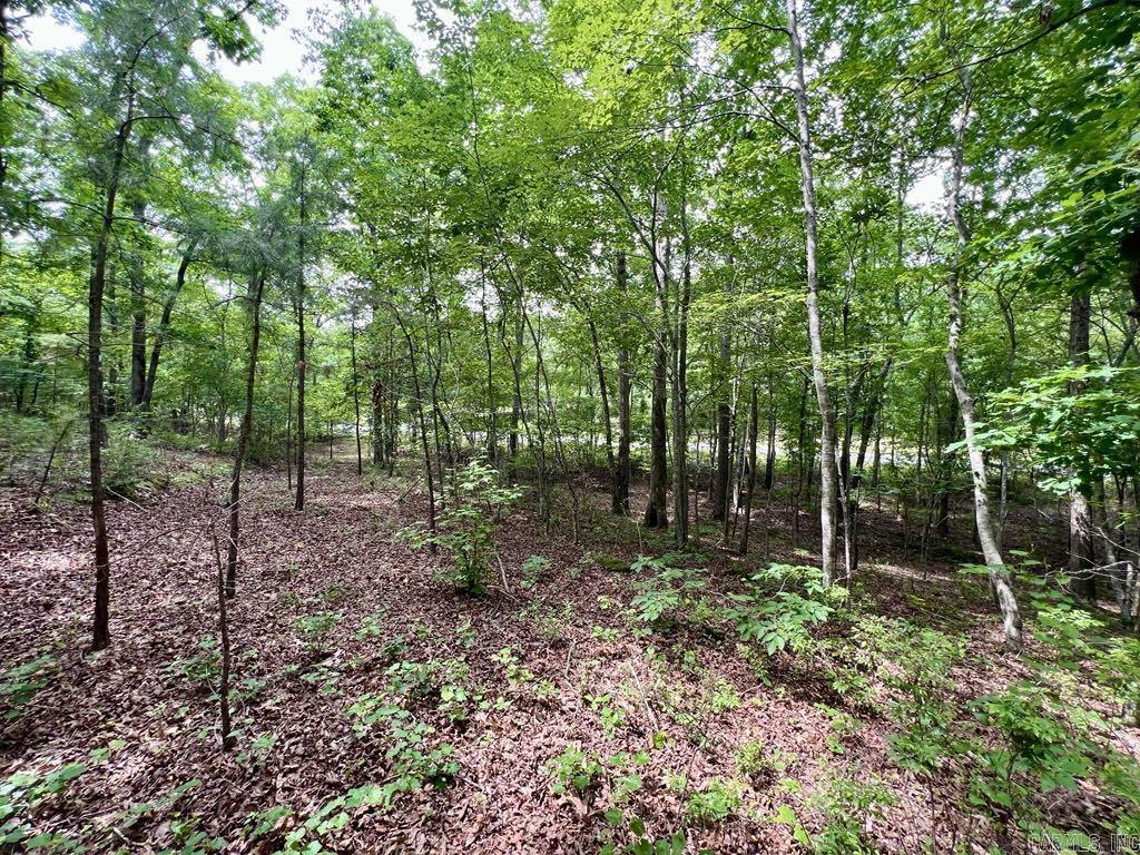 26  Bald Eagle  Paron, AR