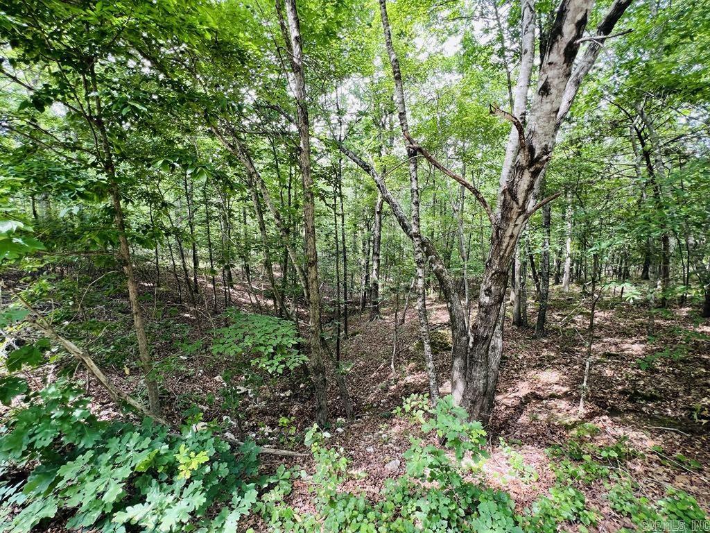 26  Bald Eagle  Paron, AR