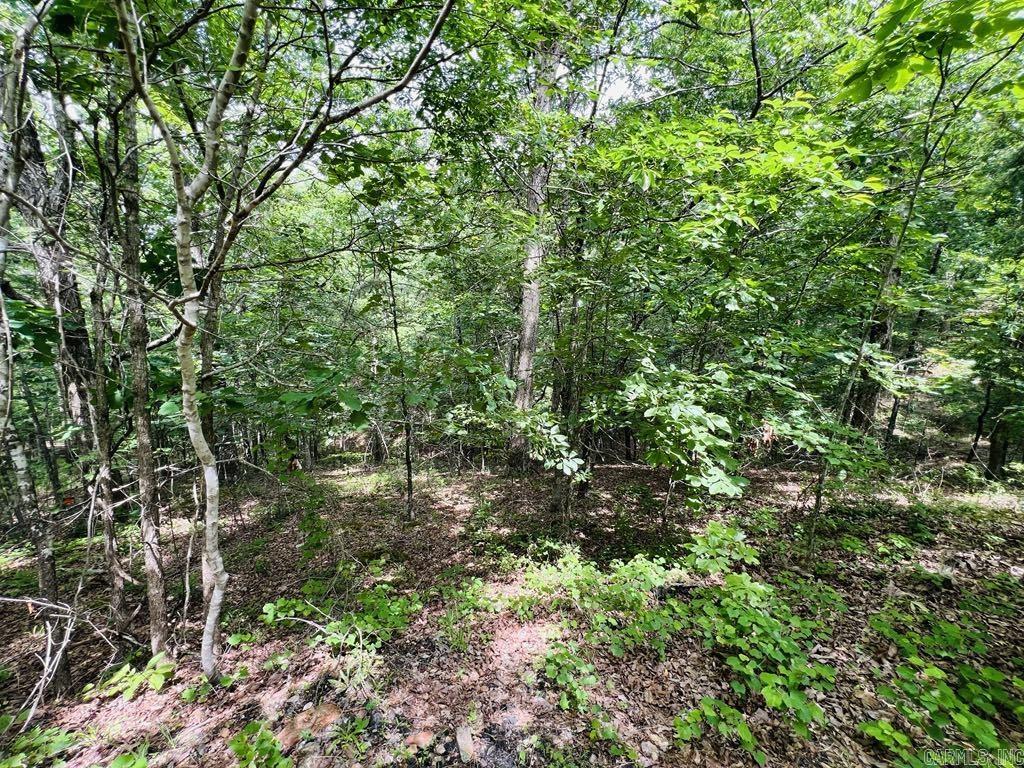 26  Bald Eagle  Paron, AR