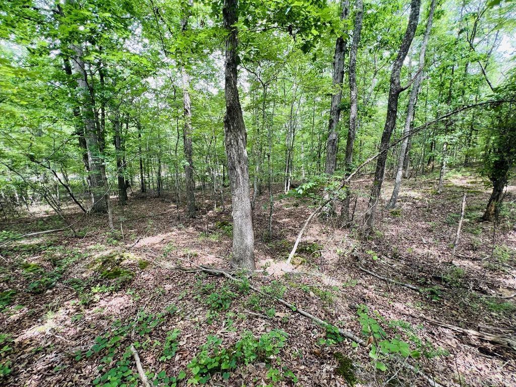 26  Bald Eagle  Paron, AR