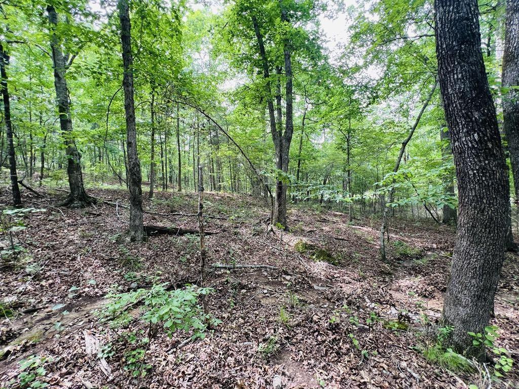 26  Bald Eagle  Paron, AR