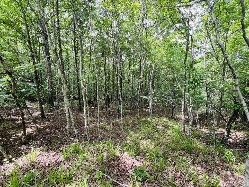 26  Bald Eagle  Paron, AR