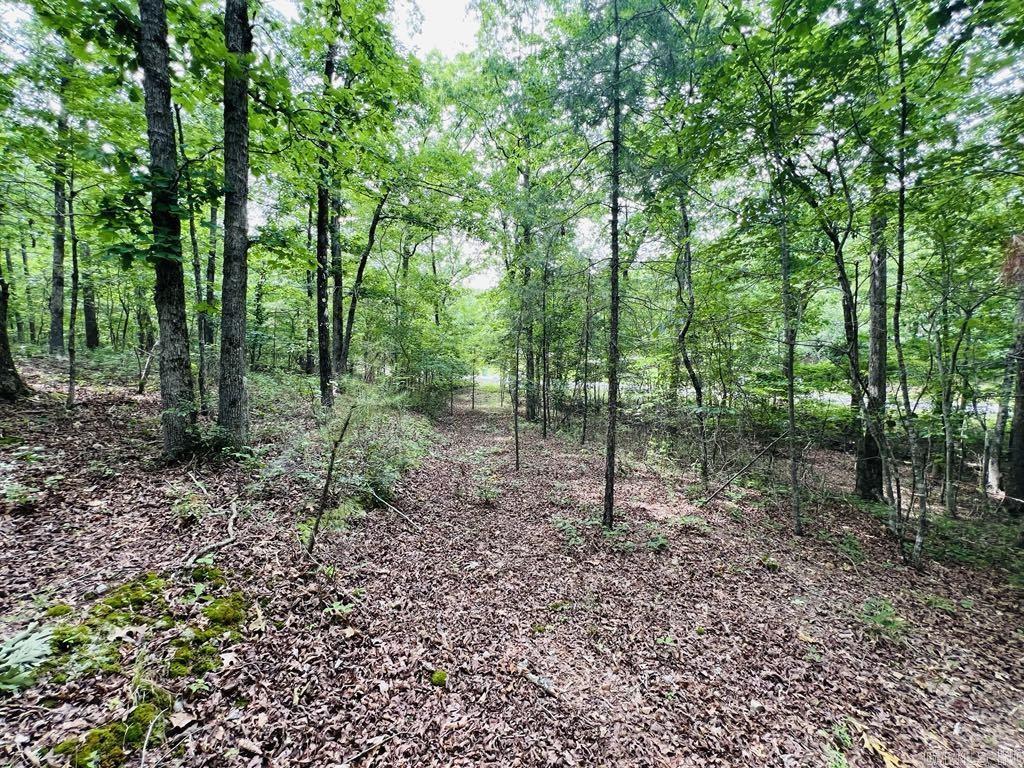 26  Bald Eagle  Paron, AR