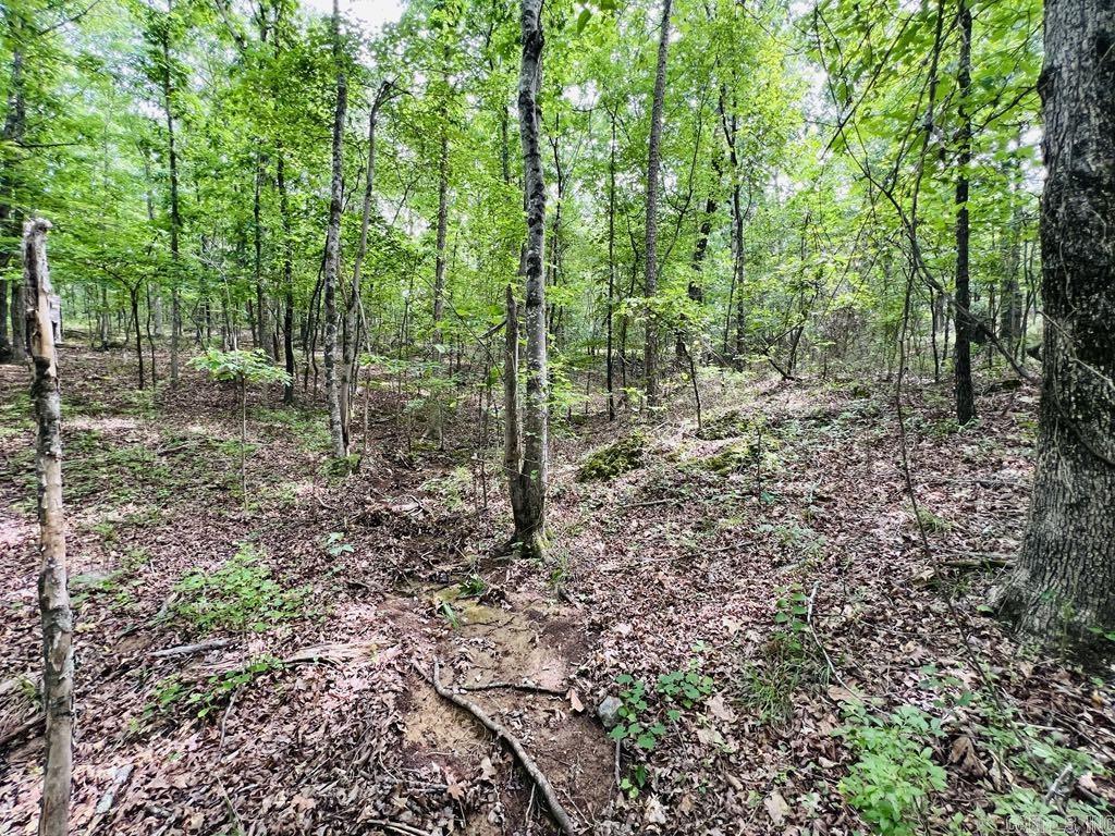 26  Bald Eagle  Paron, AR