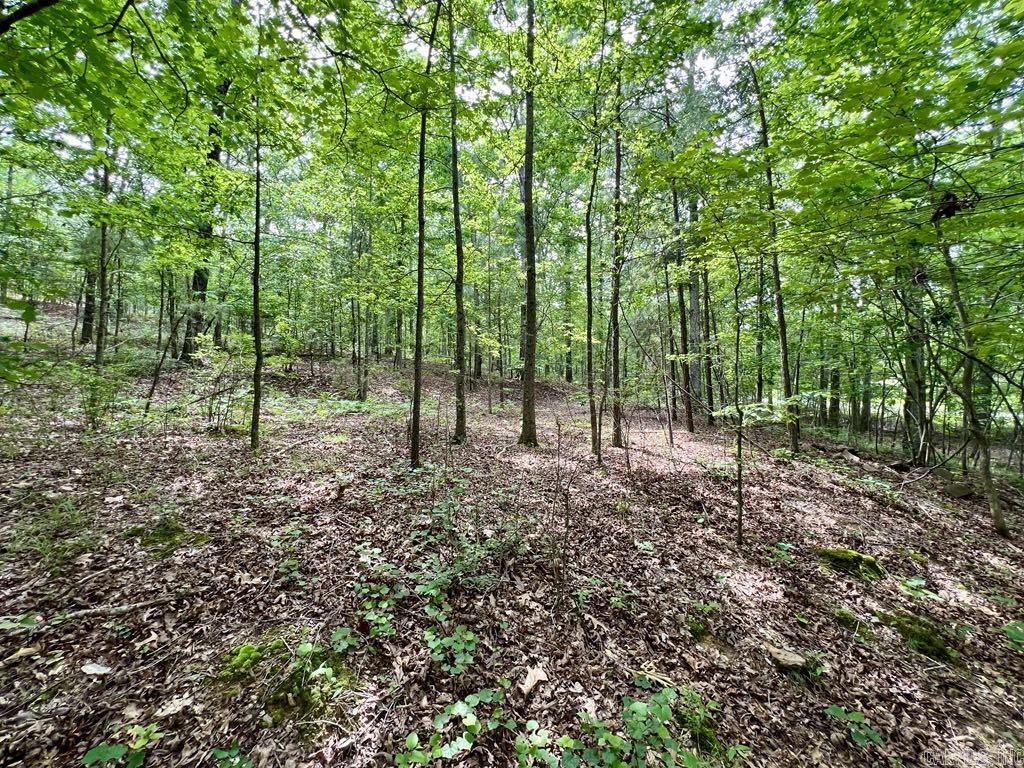 26  Bald Eagle  Paron, AR