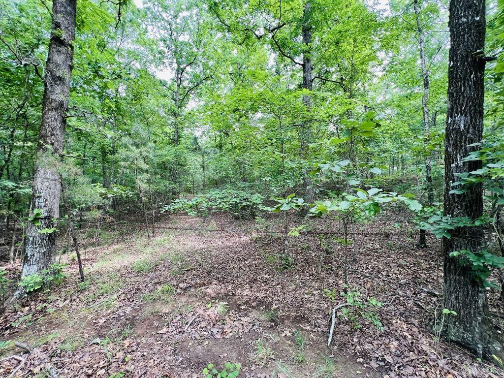 26  Bald Eagle  Paron, AR