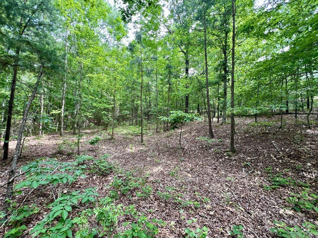 26  Bald Eagle  Paron, AR