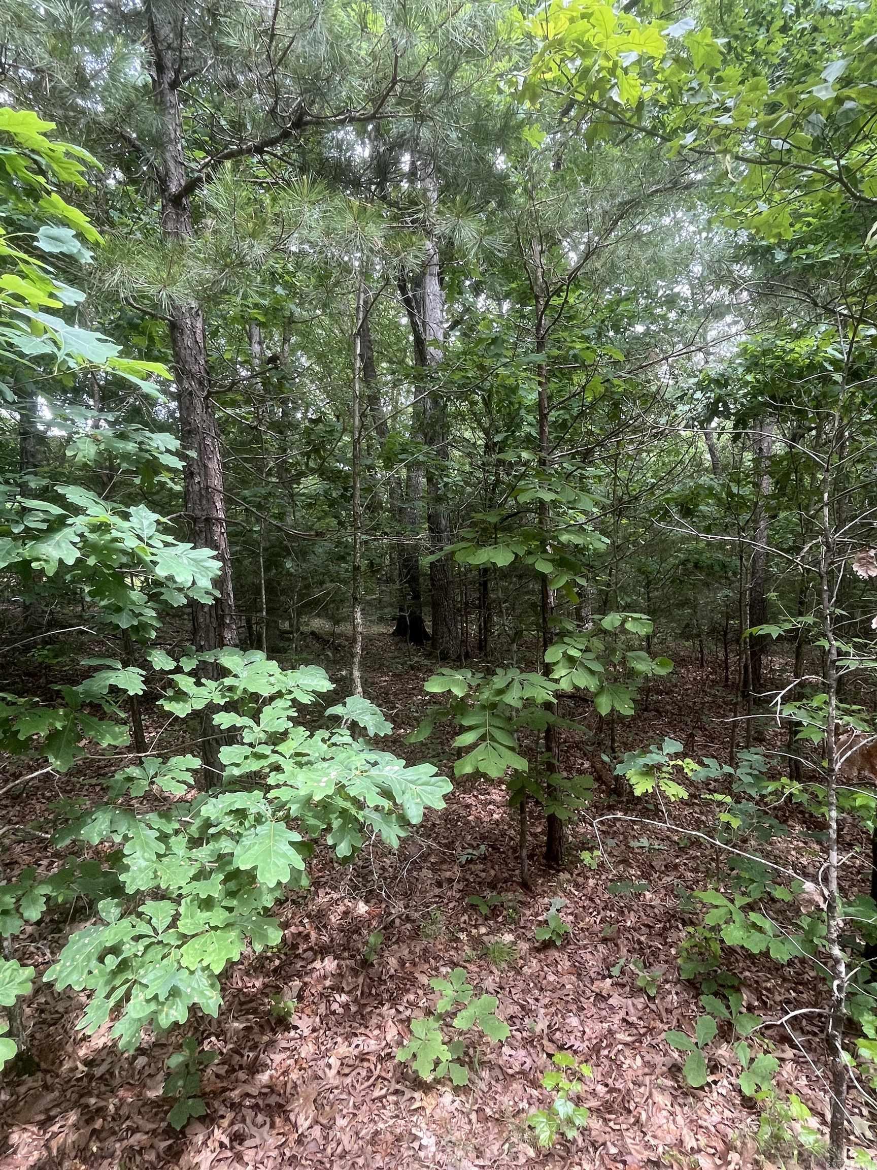 83 Acres  Greene 402 Rd  Lafe, AR