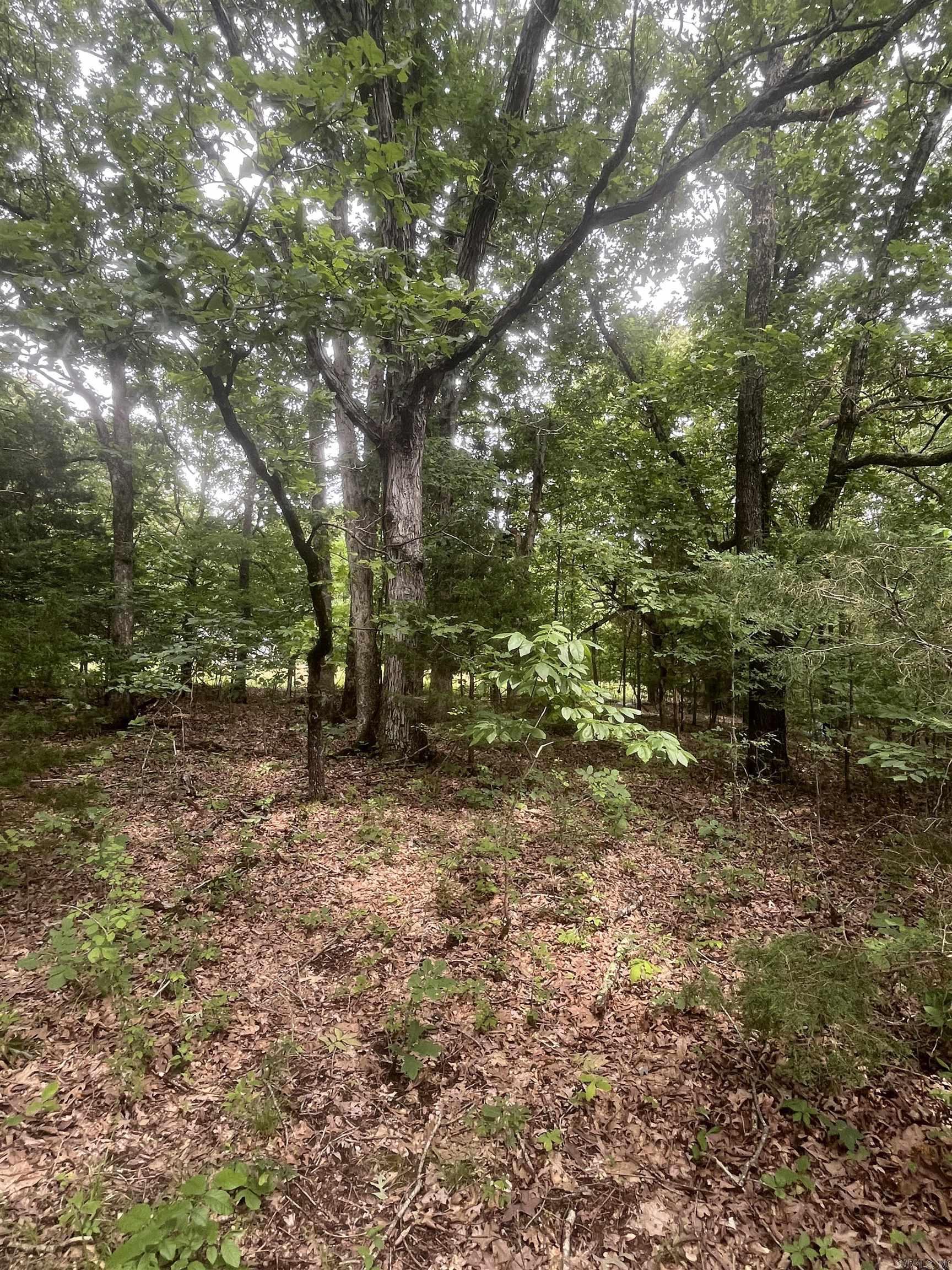 83 Acres  Greene 402 Rd  Lafe, AR