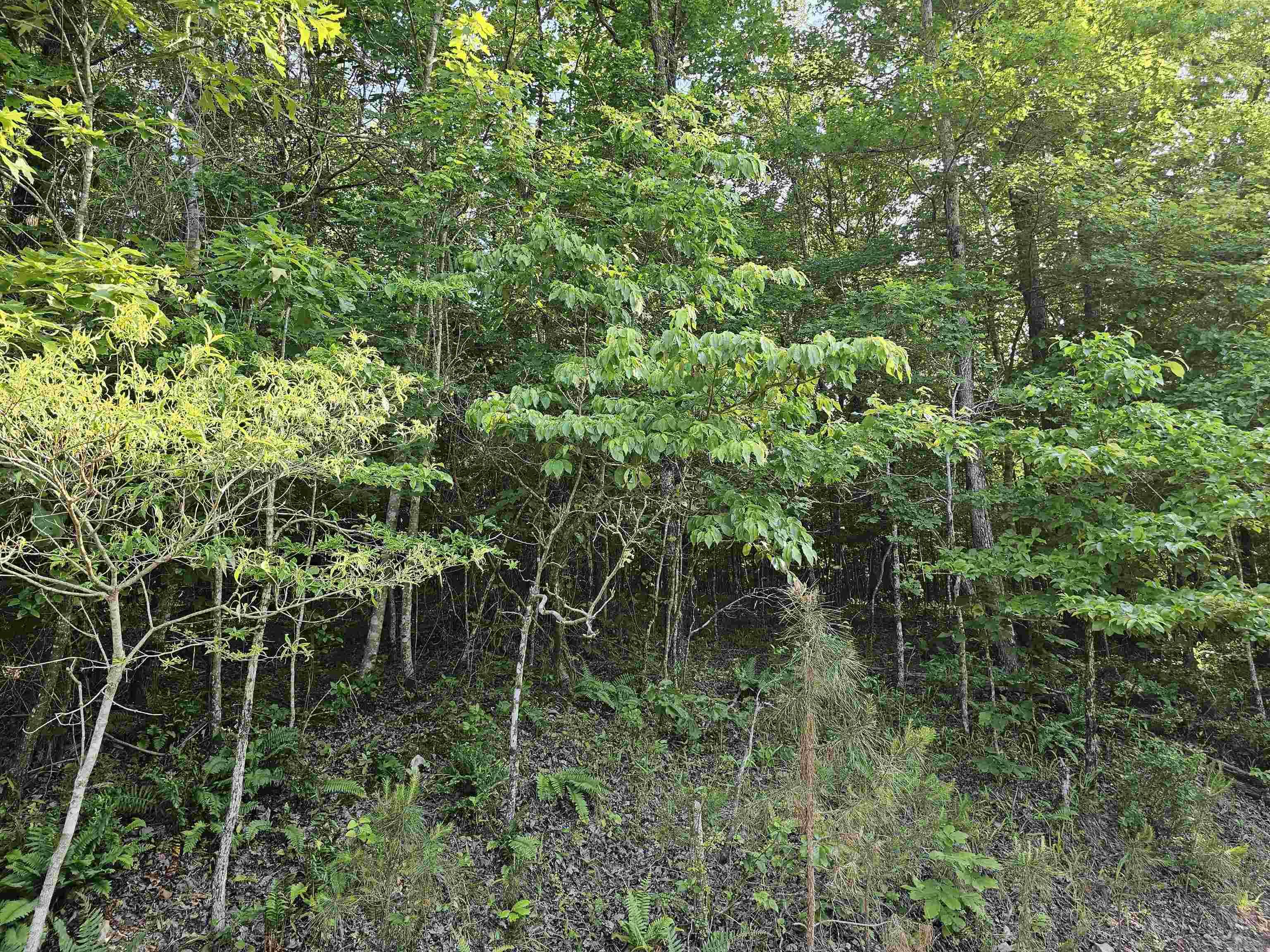 Lot 21 Unk  April Ln  Wickes, AR