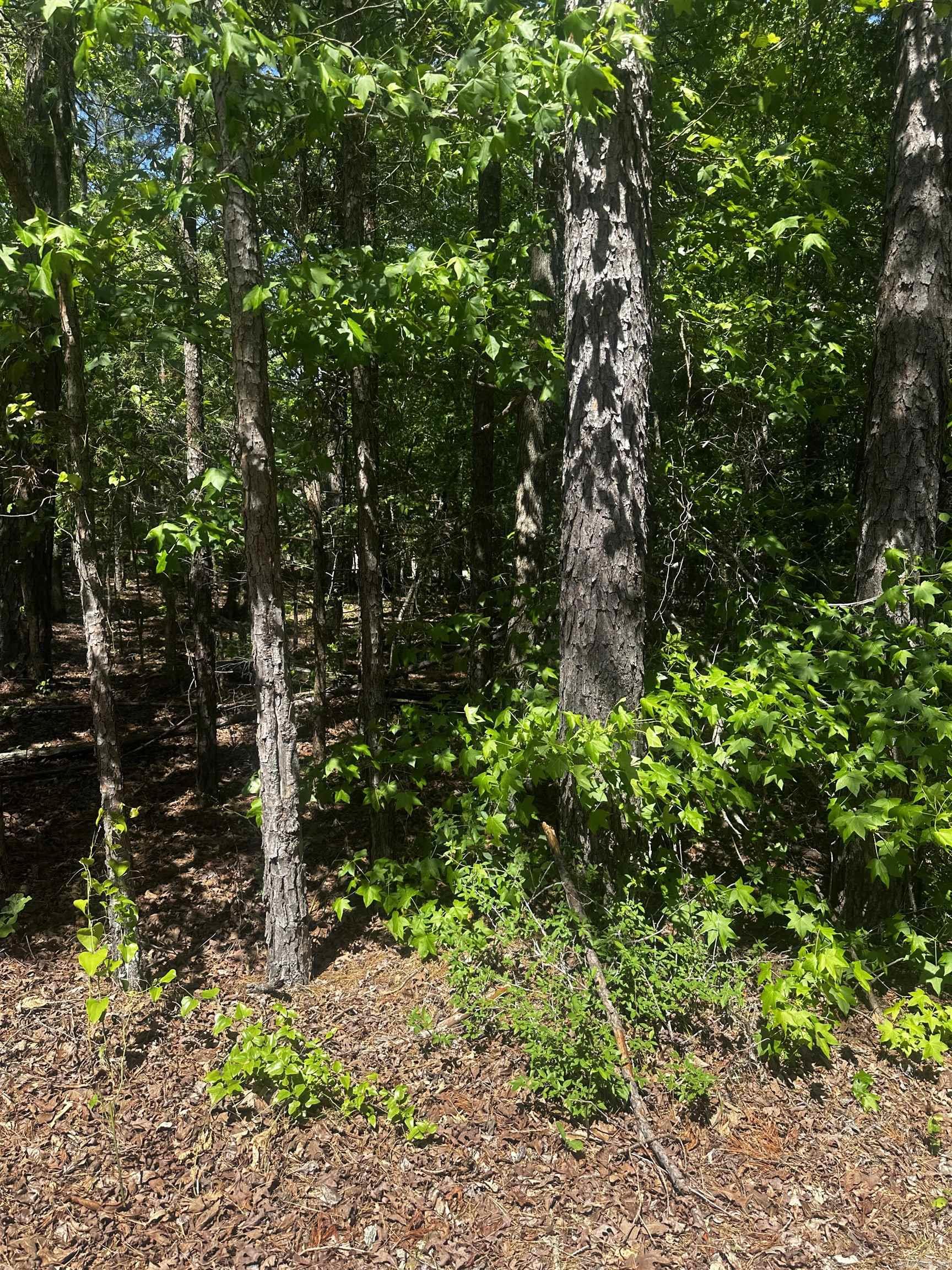 23  Andorra  Hot Springs Village, AR