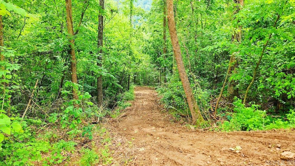1561  Aud Road  Witt Springs, AR