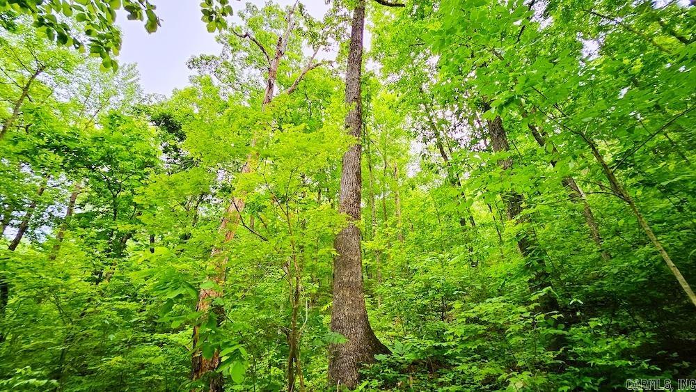 1561  Aud Road  Witt Springs, AR
