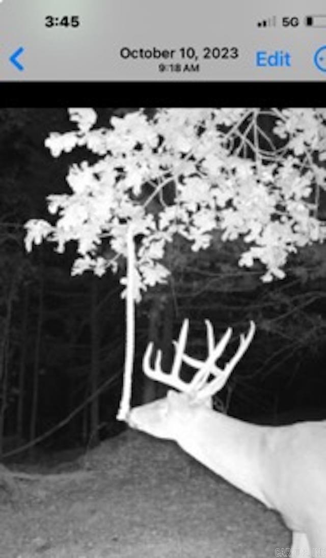 81  Wildwood Dr  Ash Flat, AR