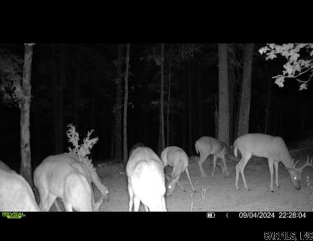 81  Wildwood Dr  Ash Flat, AR