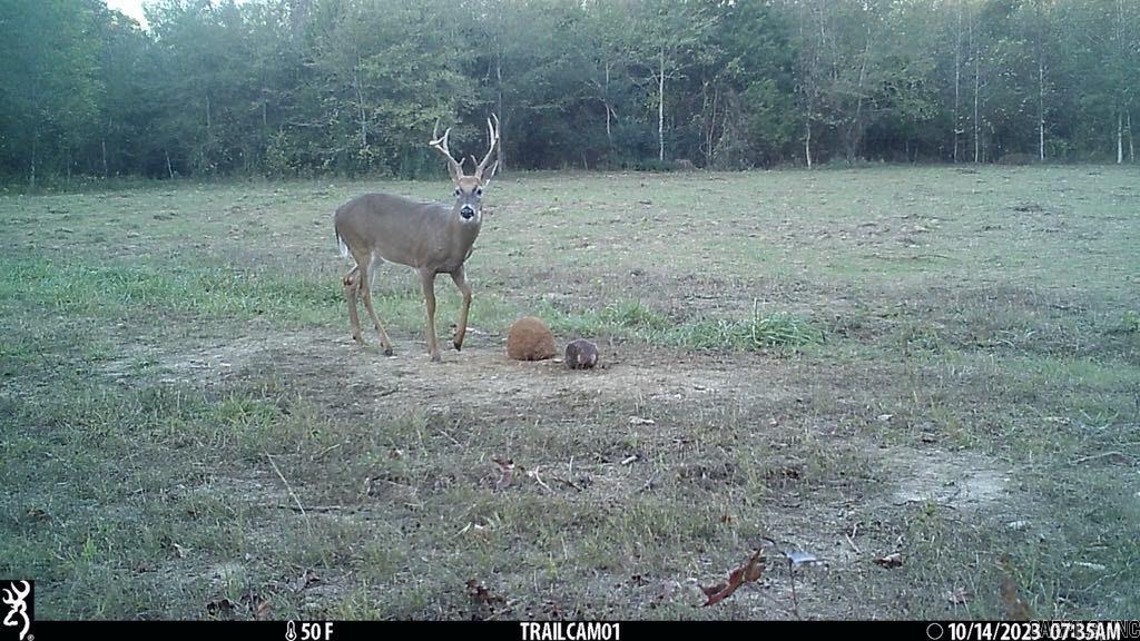 494  Scoggins  Bradford, AR