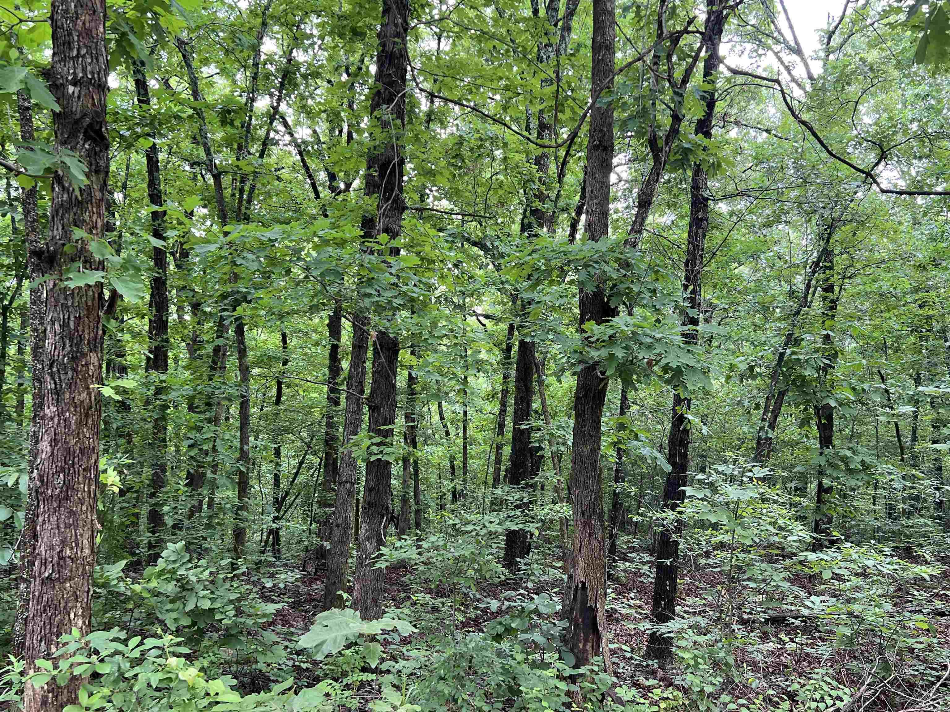 000  Hwy 63 S  Mammoth Spring, AR
