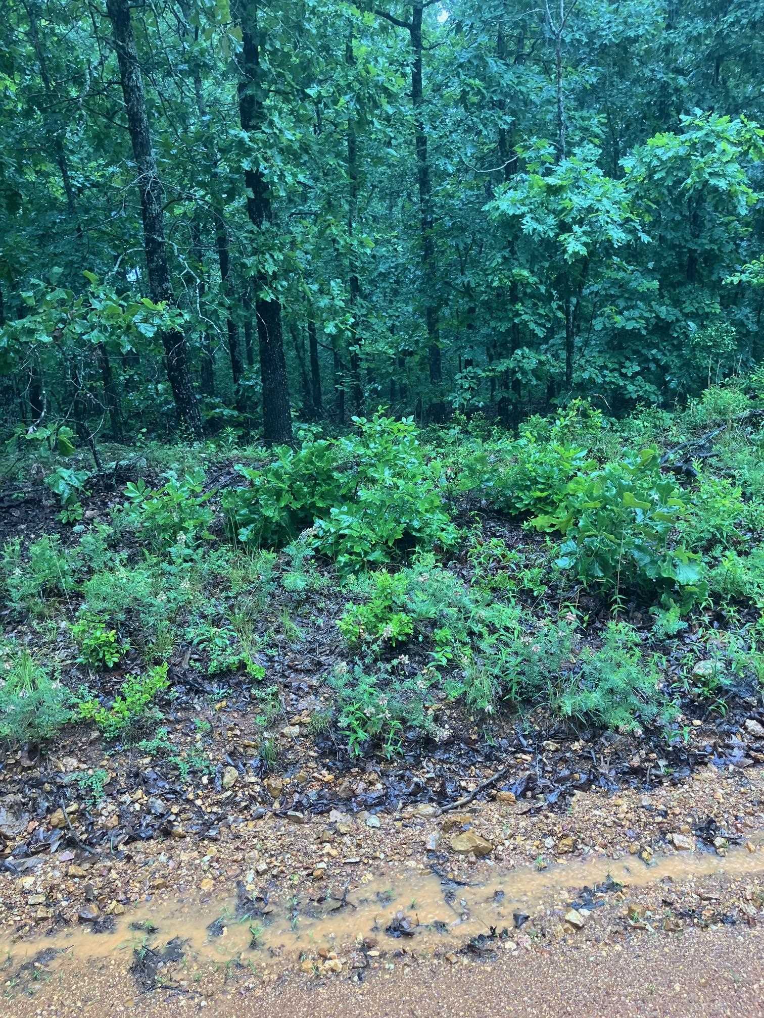   Newman Trail  Williford, AR