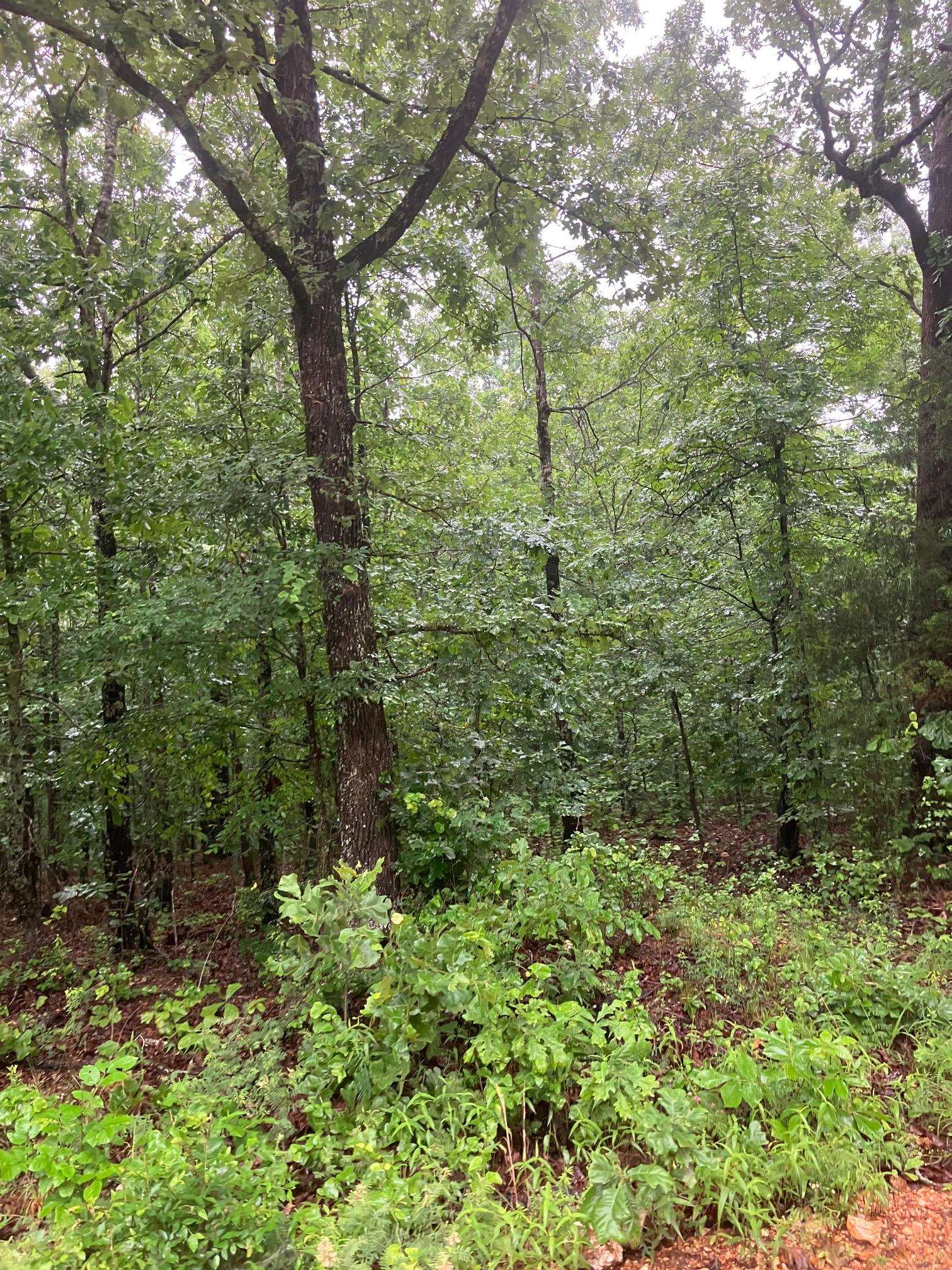   Newman Trail  Williford, AR