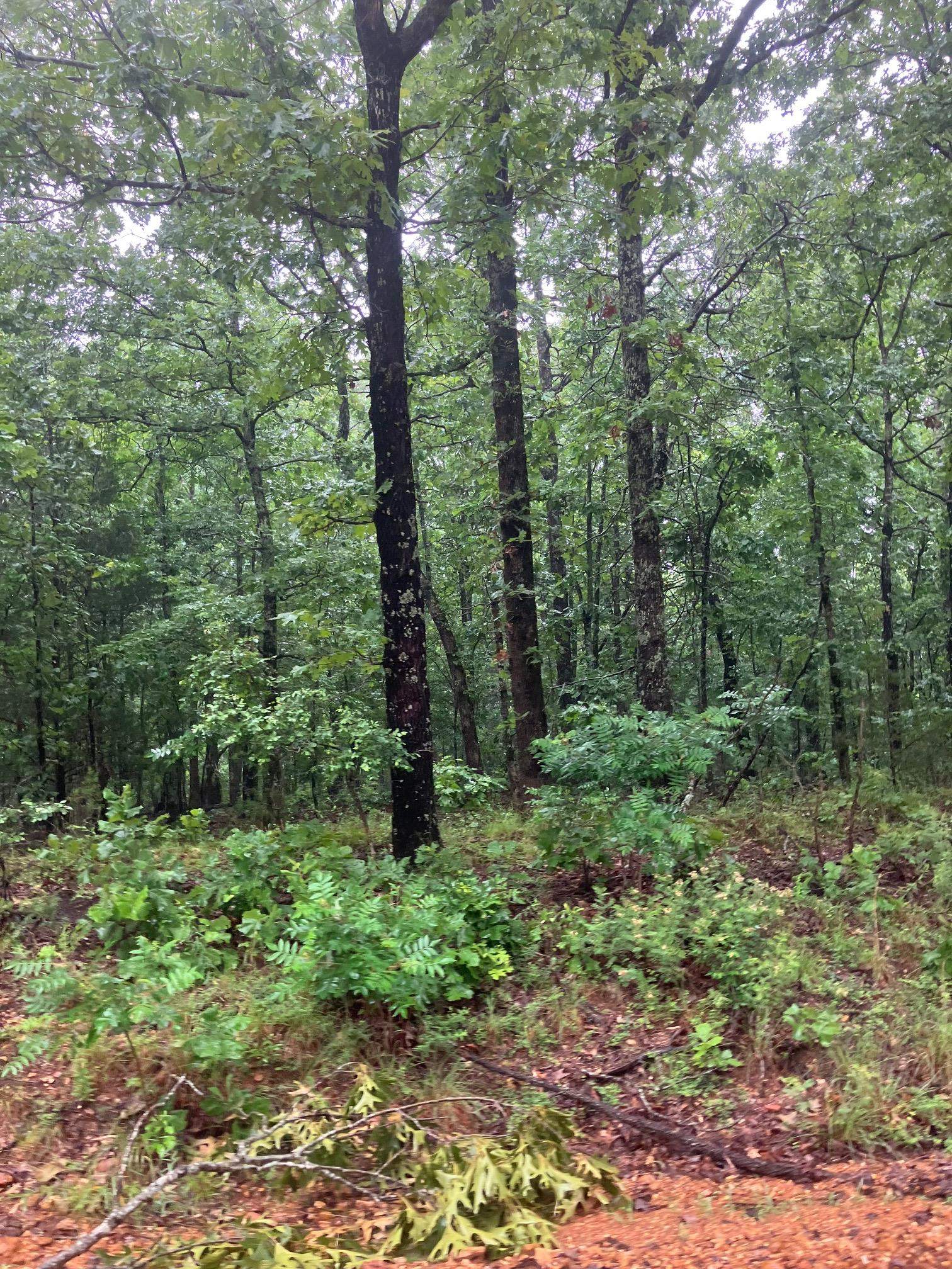 000  Newman Trail  Williford, AR