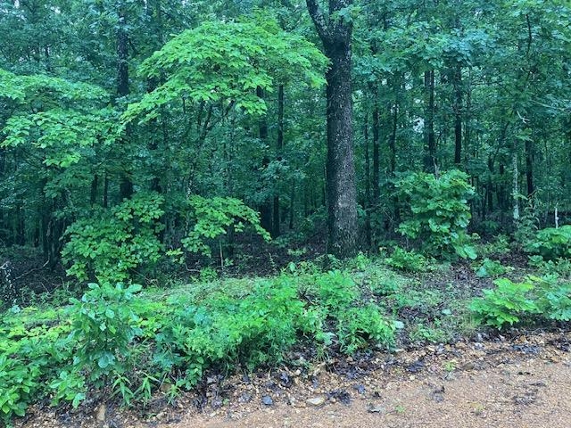 TBD  Newman Trail  Williford, AR
