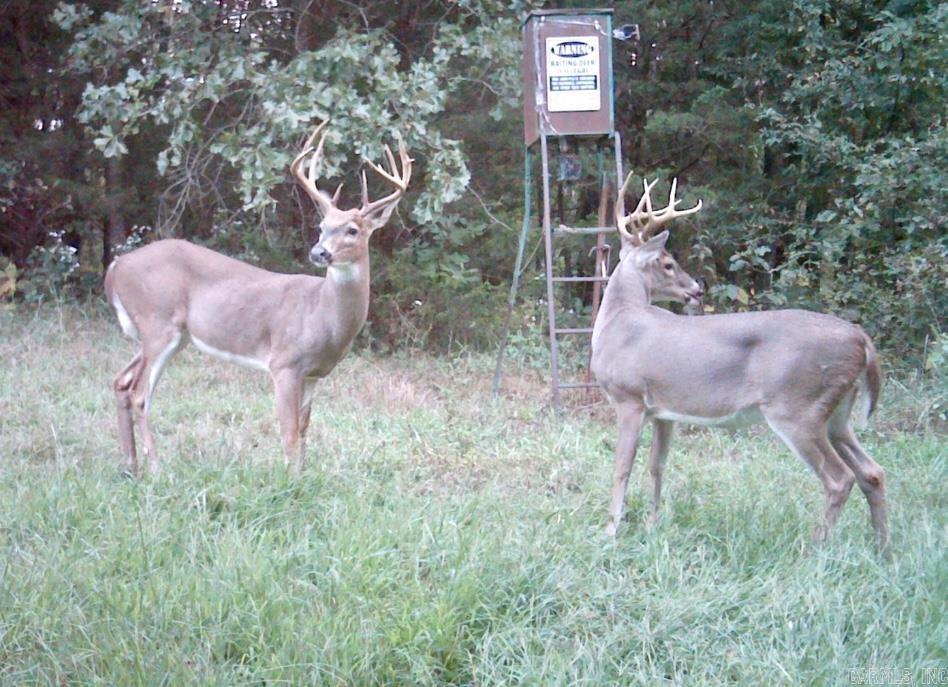 1426  CR 921  Alpena, AR