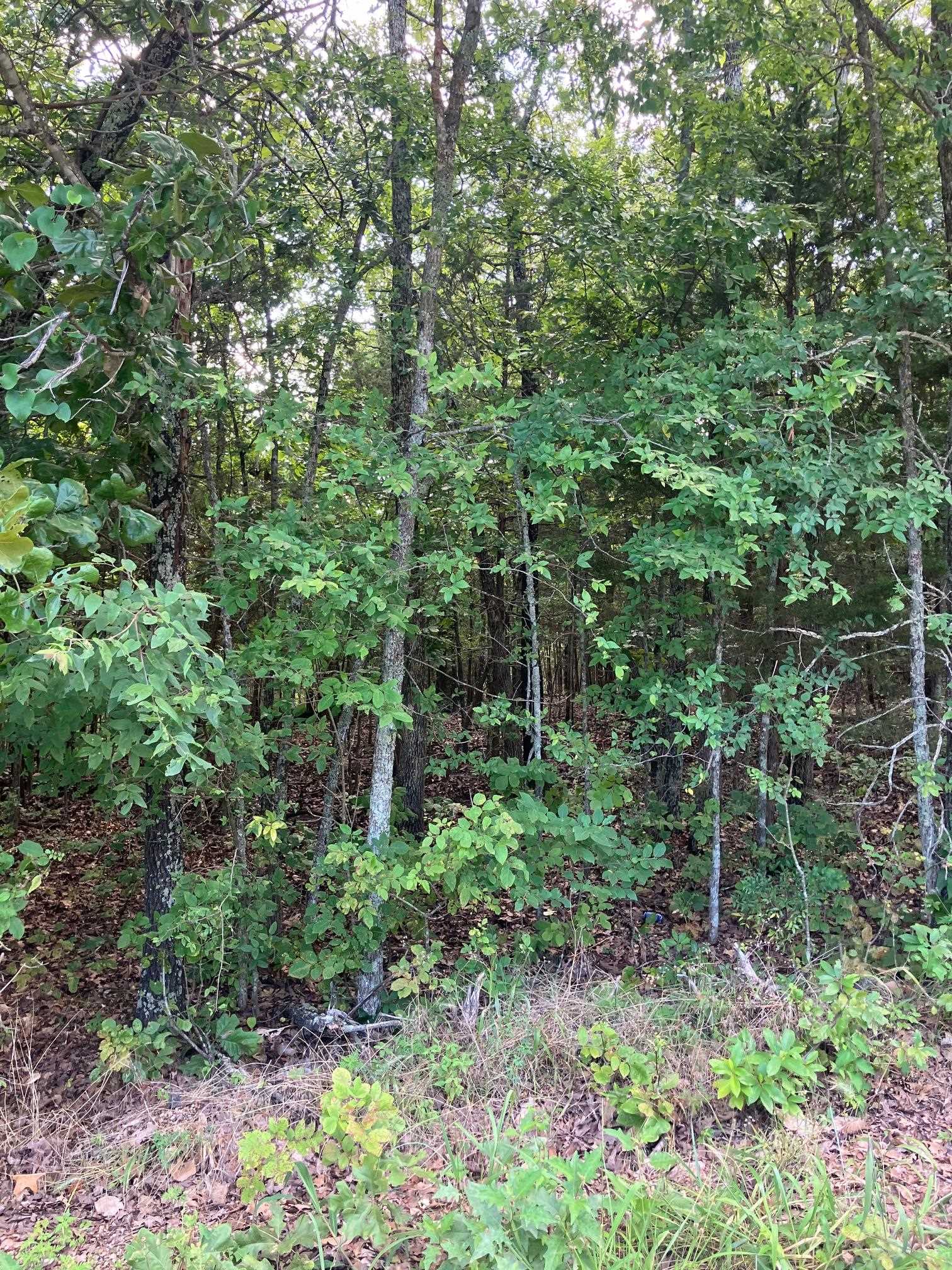 Lots 95 & 96  Larkspur Lane  Mountain Home, AR